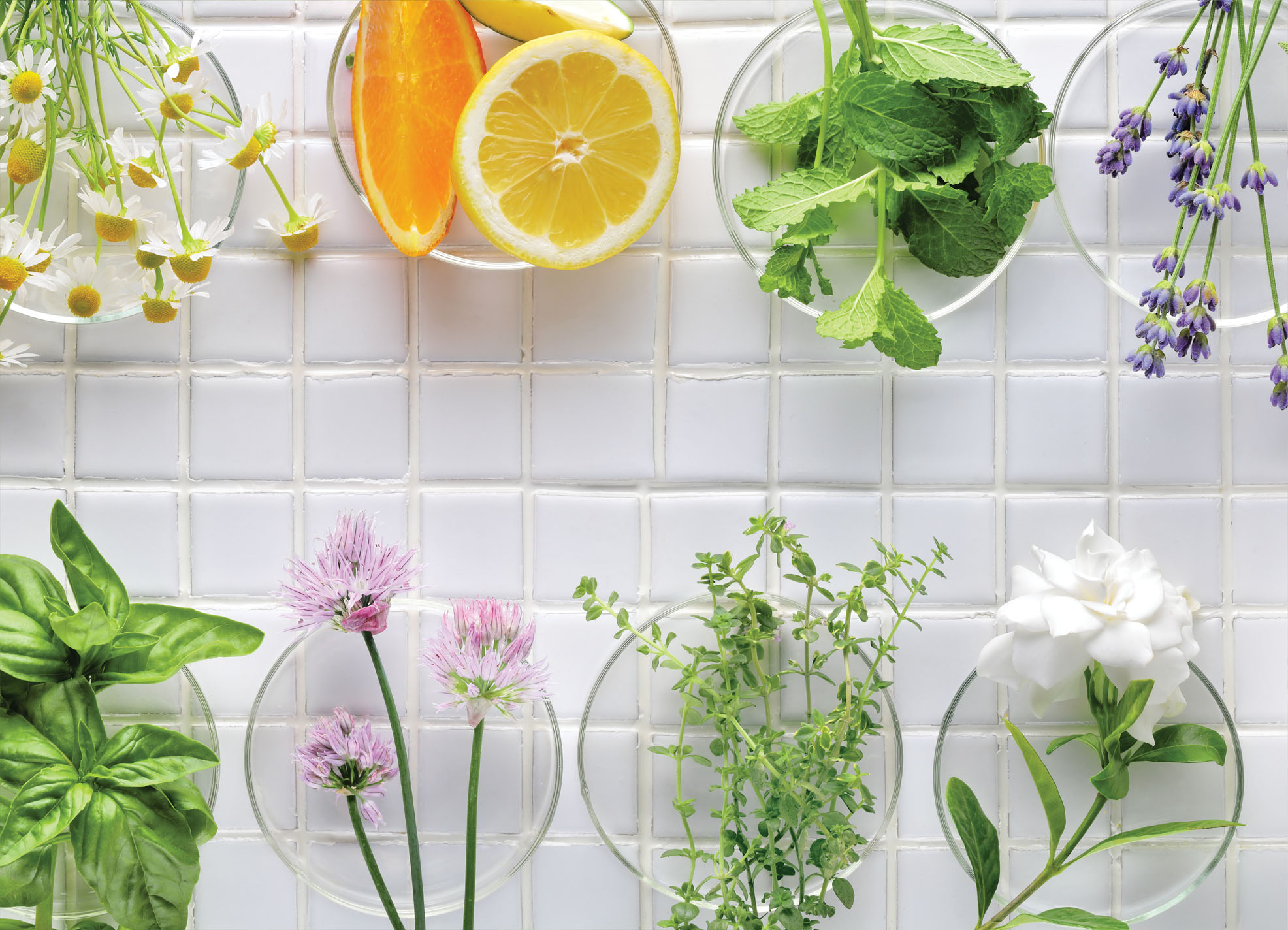 Tapeta Čerstvé bylinky