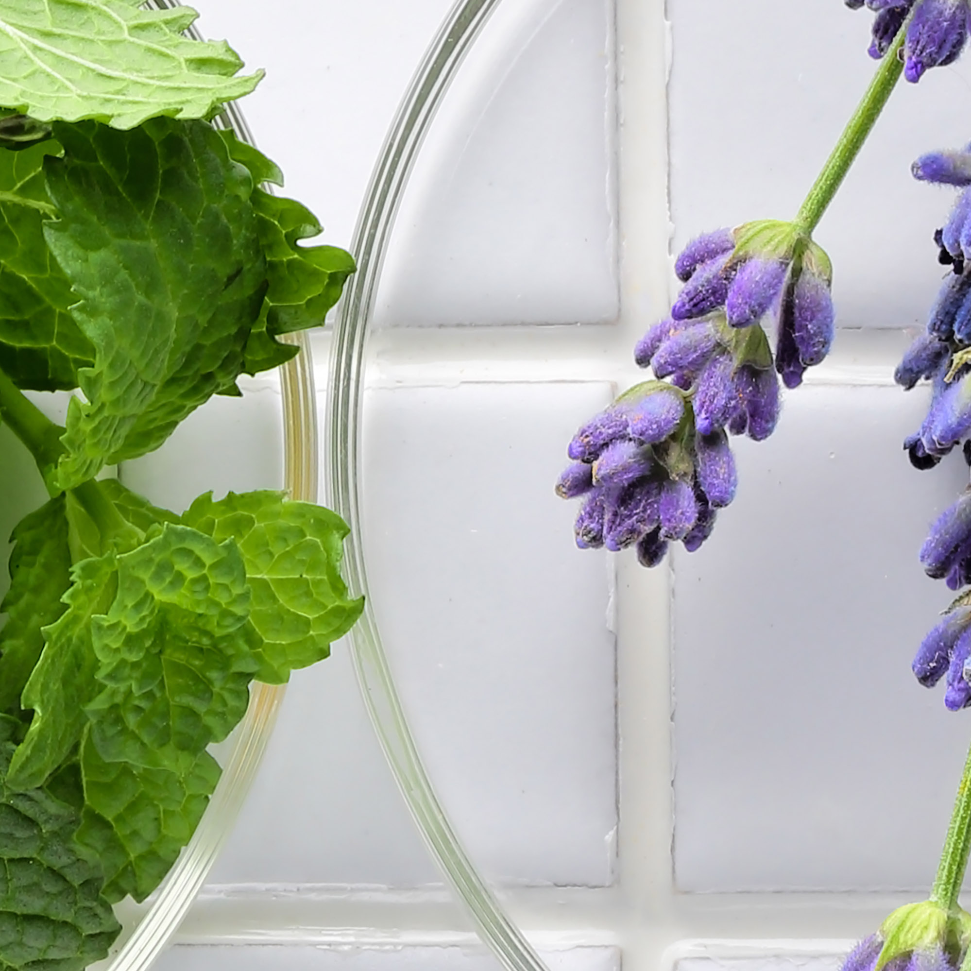 Tapeta Čerstvé bylinky