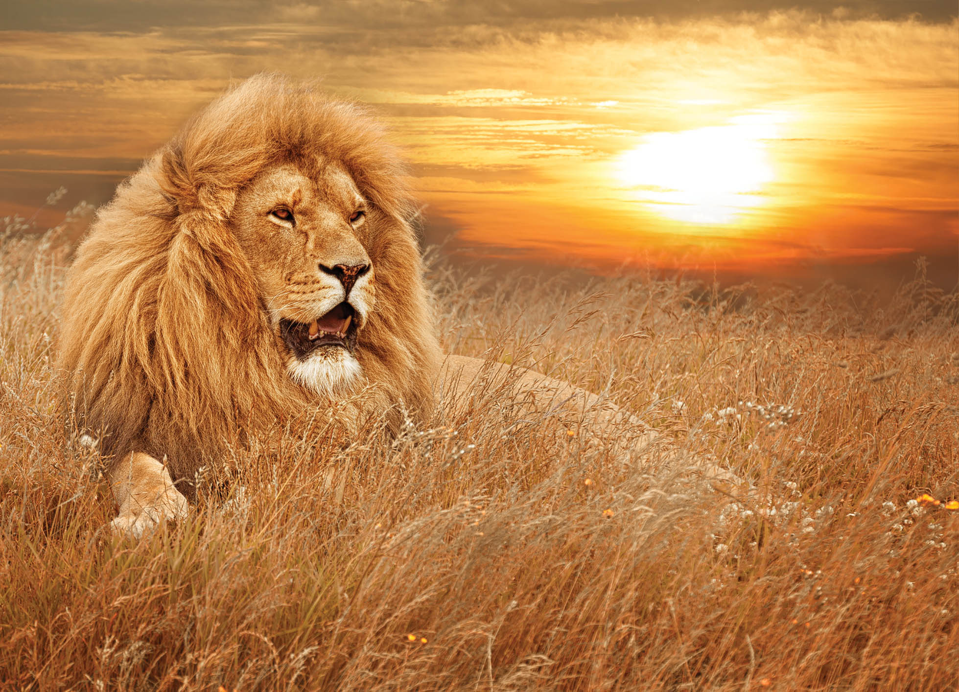 Tapeta Lev v trávě