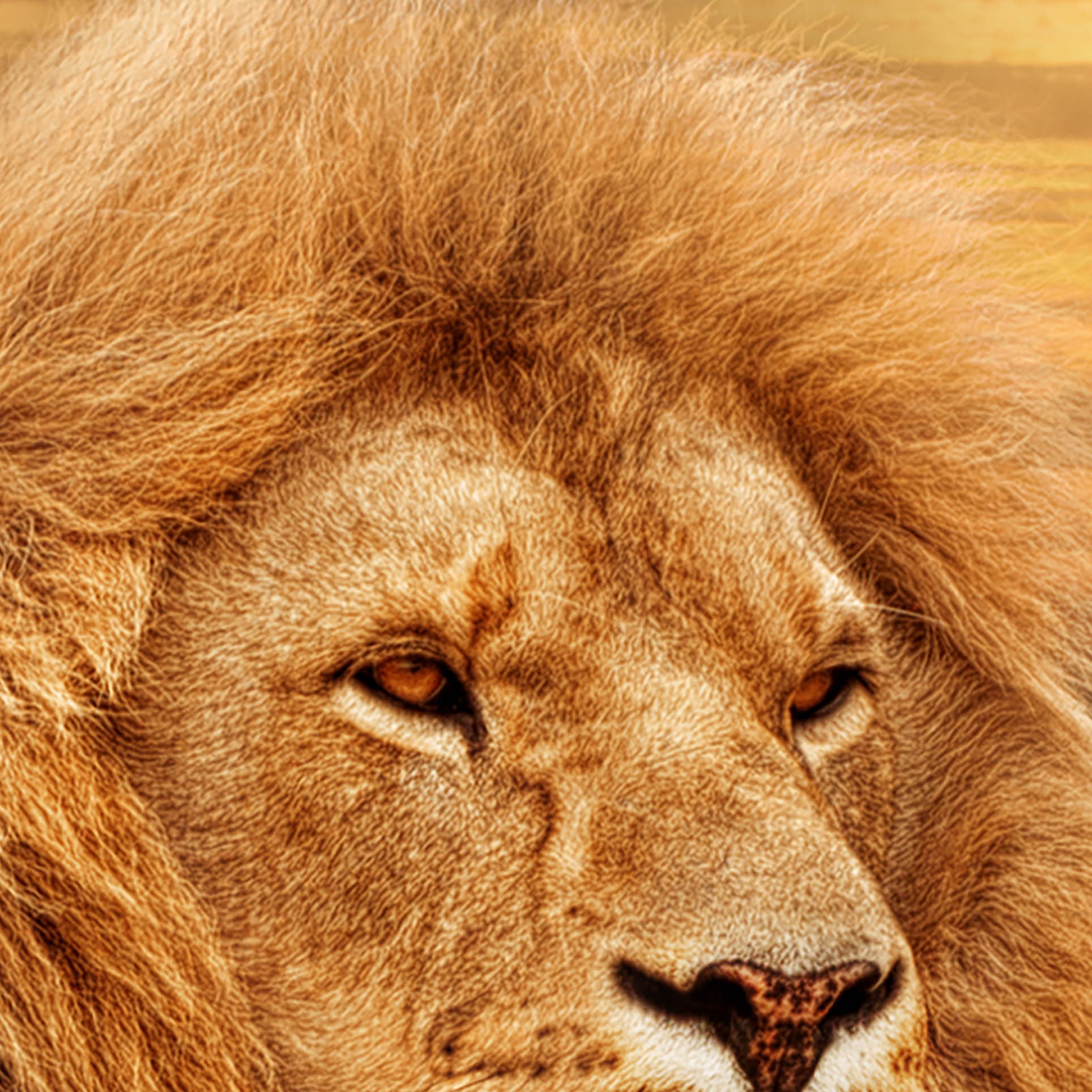 Tapeta Lev v trávě