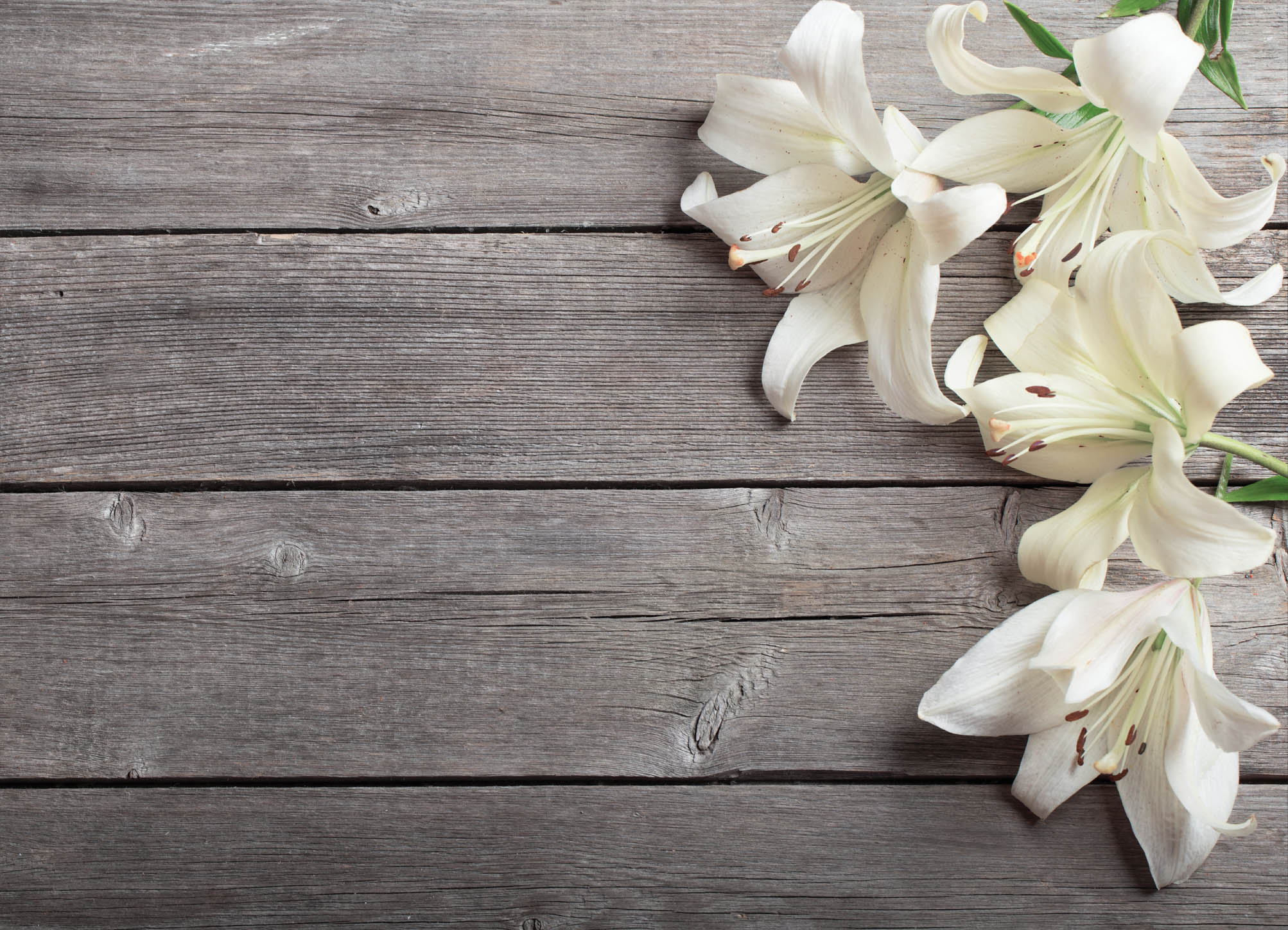 Tapeta Lilie na dřevu