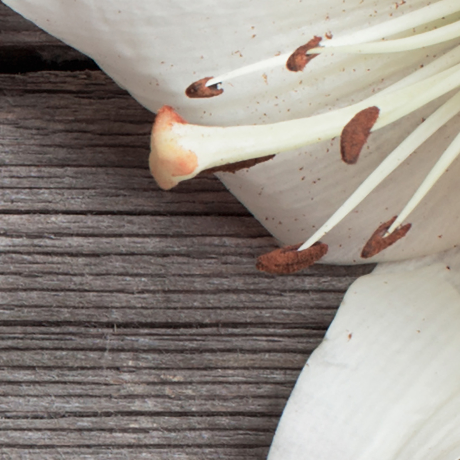 Tapeta Lilie na dřevu