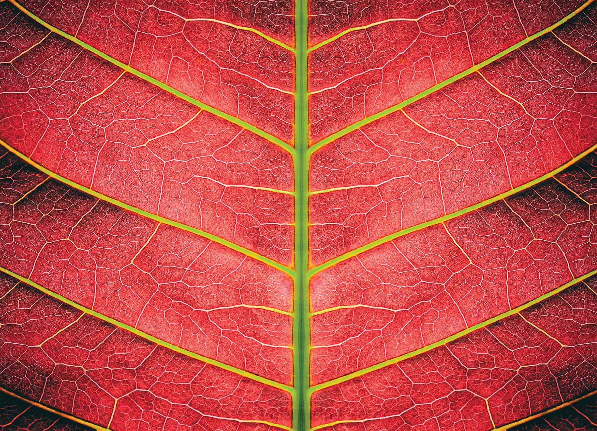 Tapeta Textura listu