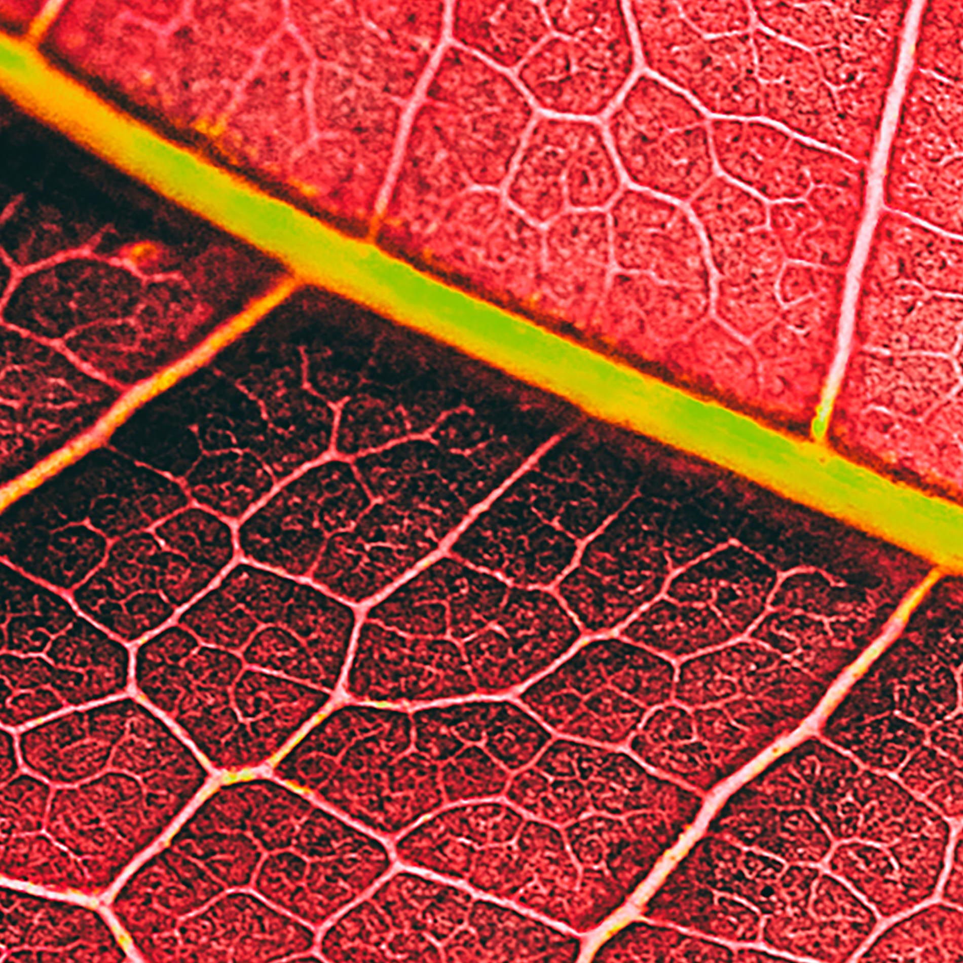 Tapeta Textura listu