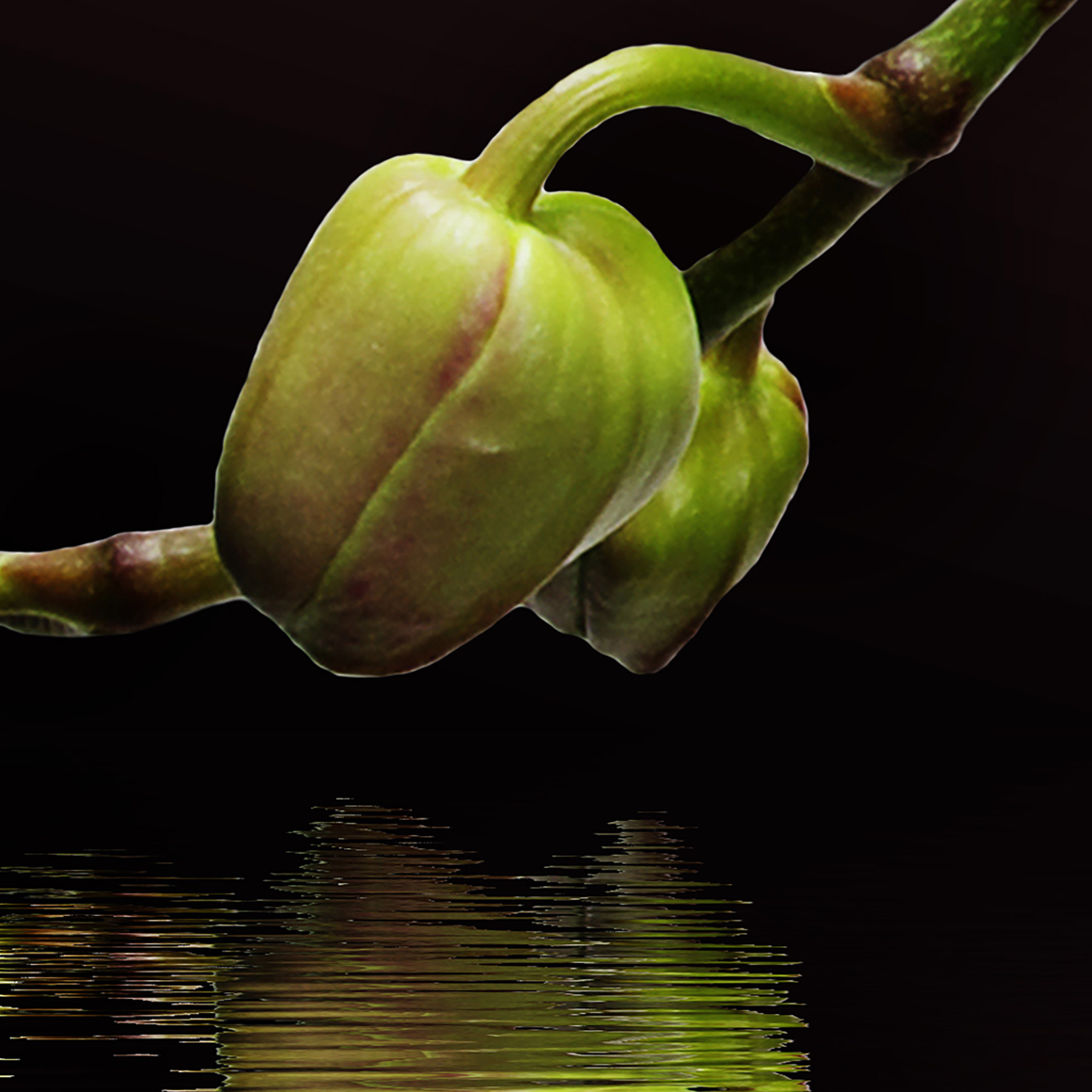 Tapeta Orchidej bílá