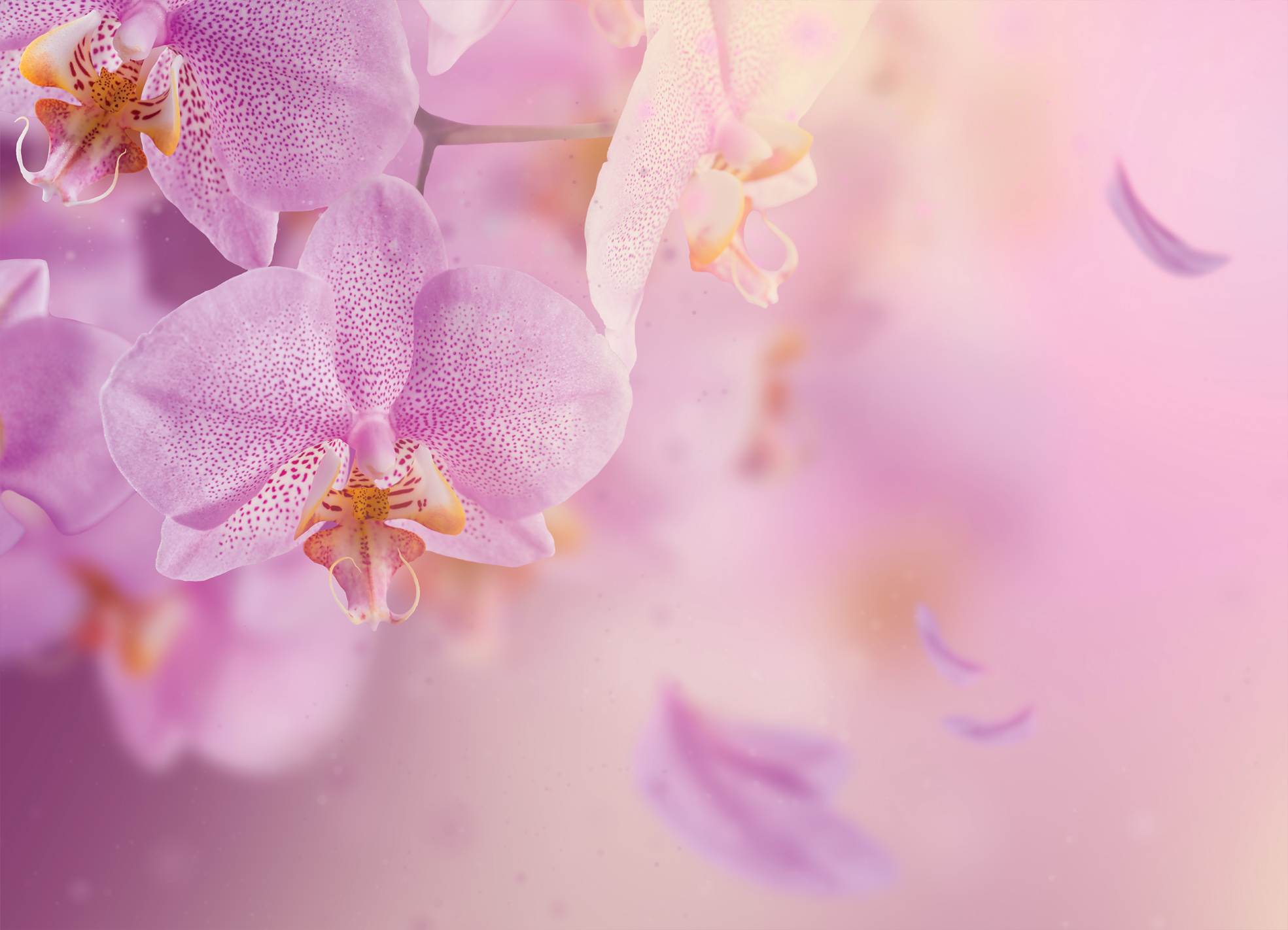 Tapeta Orchidej něžná
