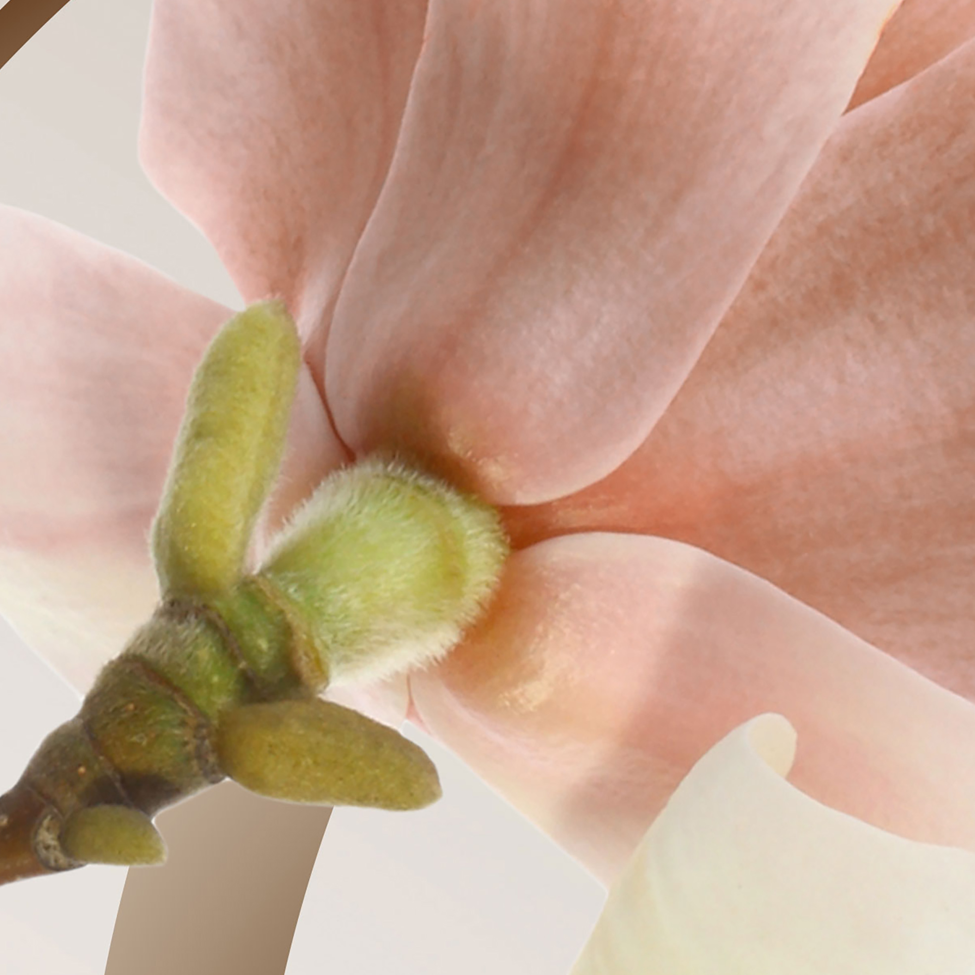 Tapeta Magnólie abstrakce