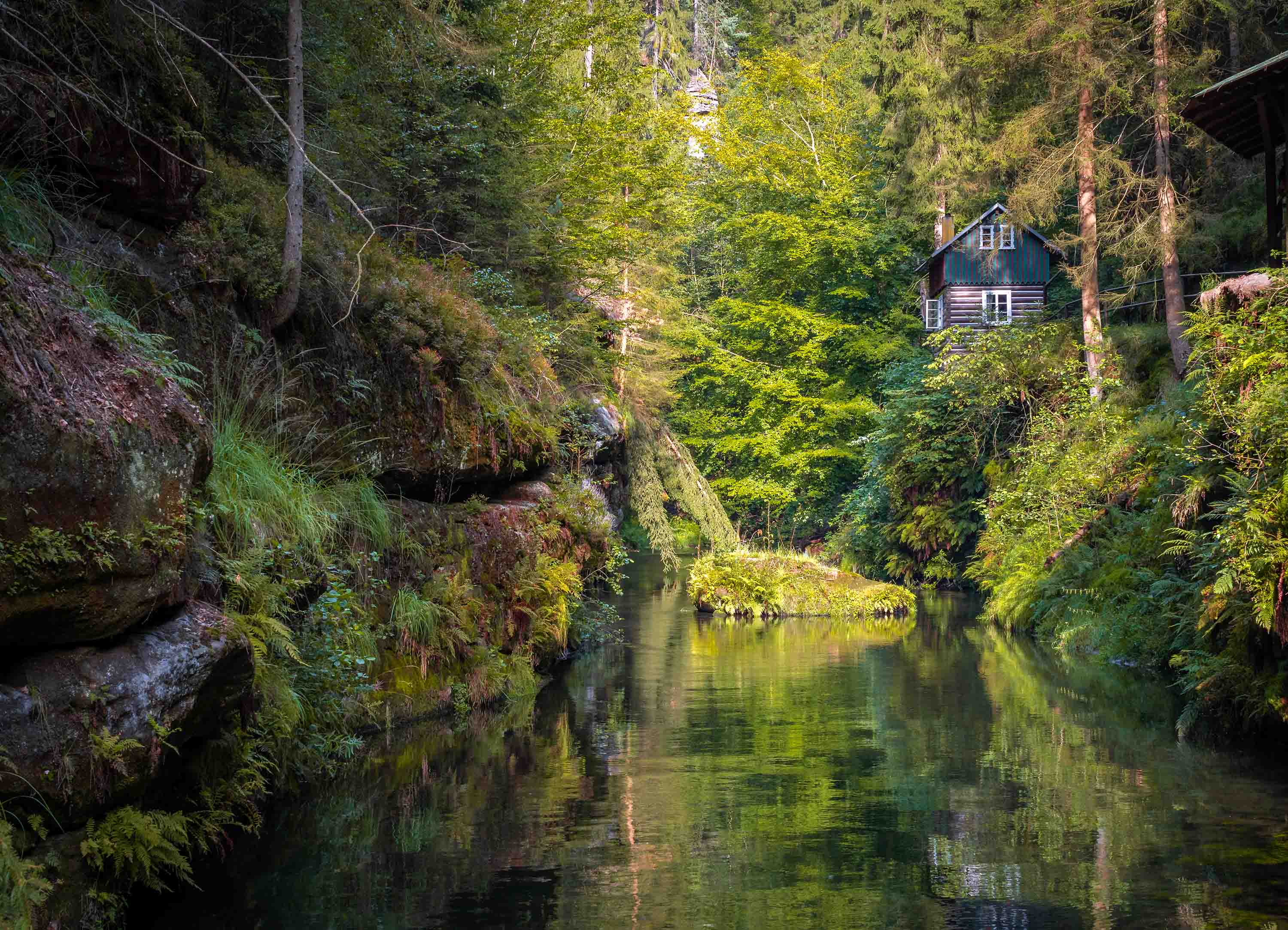 Tapeta Lesní království