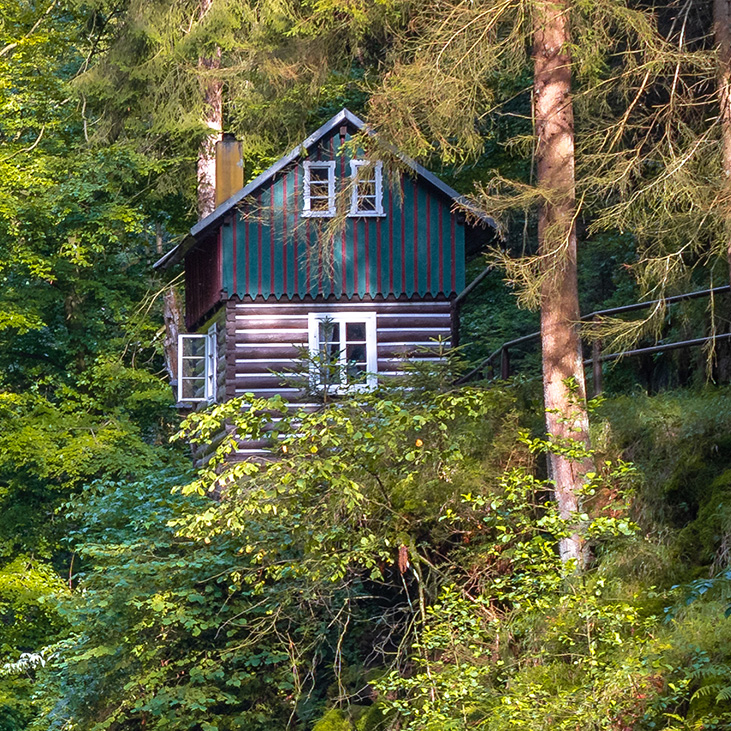 Tapeta Lesní království