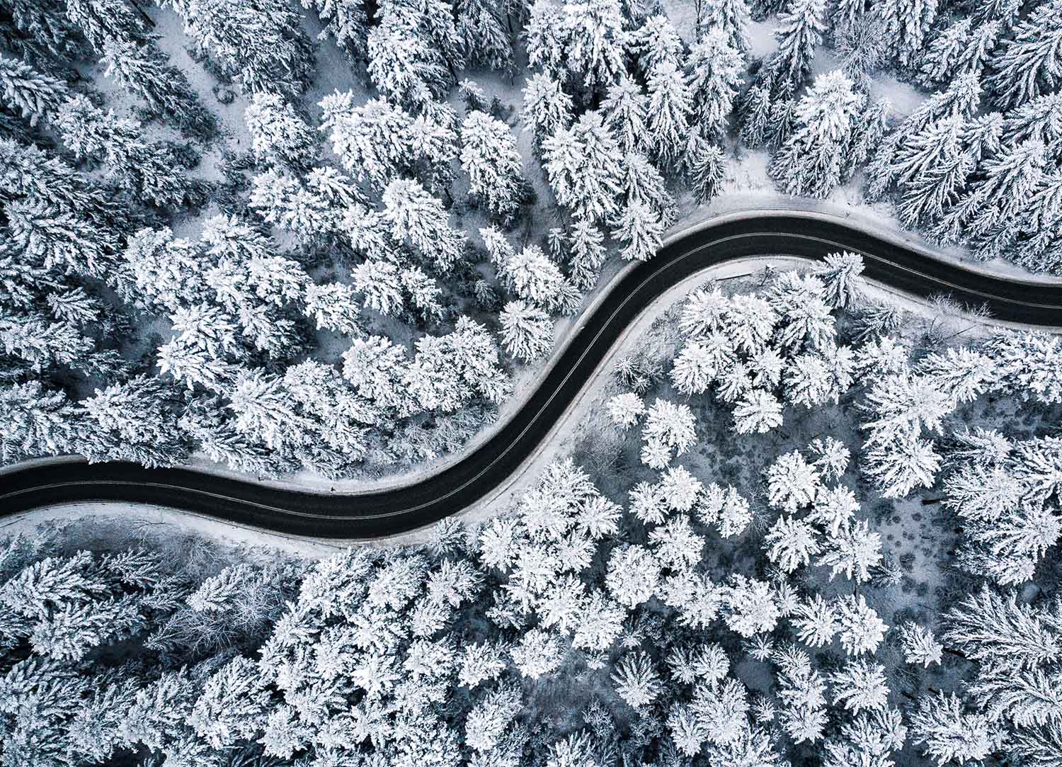 Tapeta Z ptačí perspektivy les