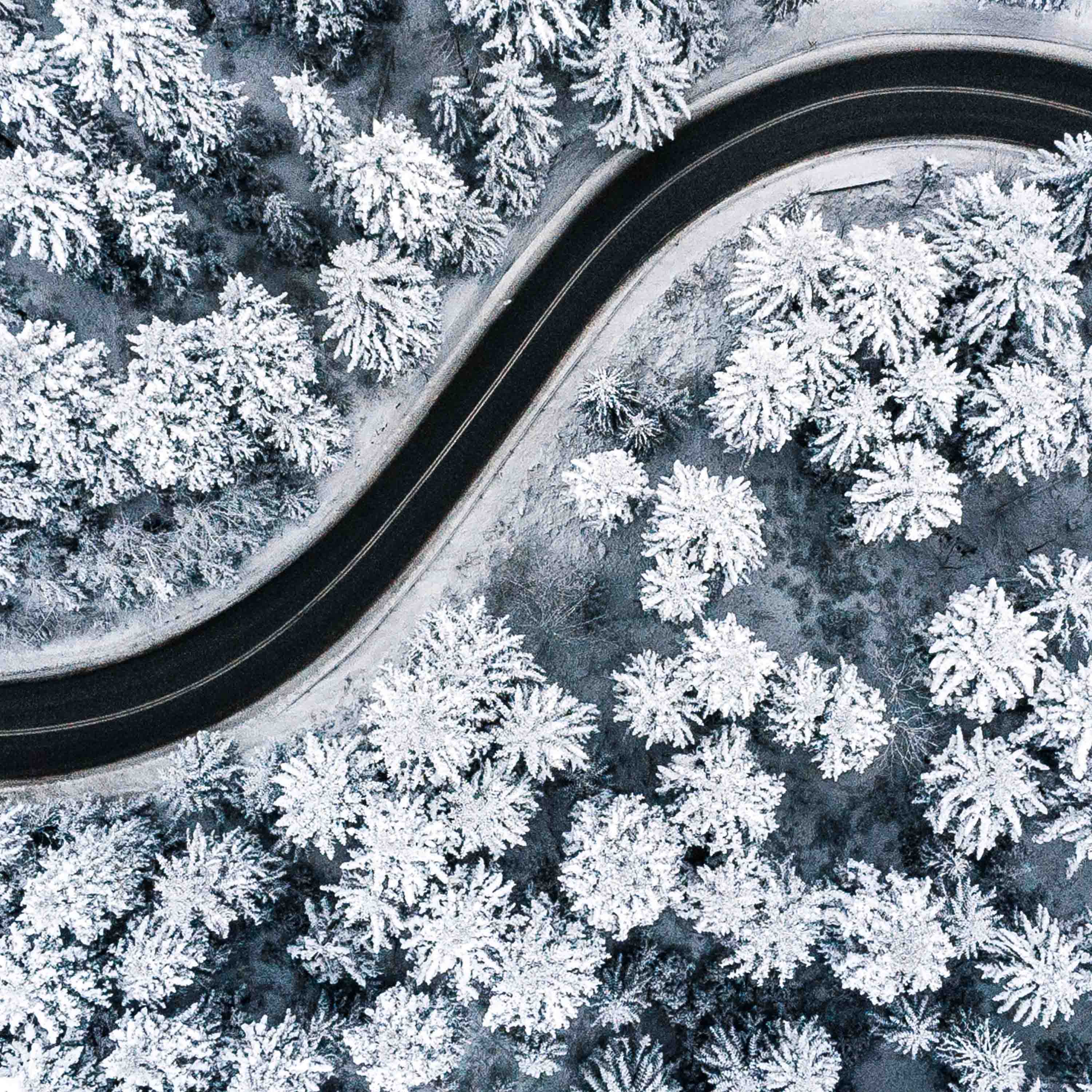 Tapeta Z ptačí perspektivy les