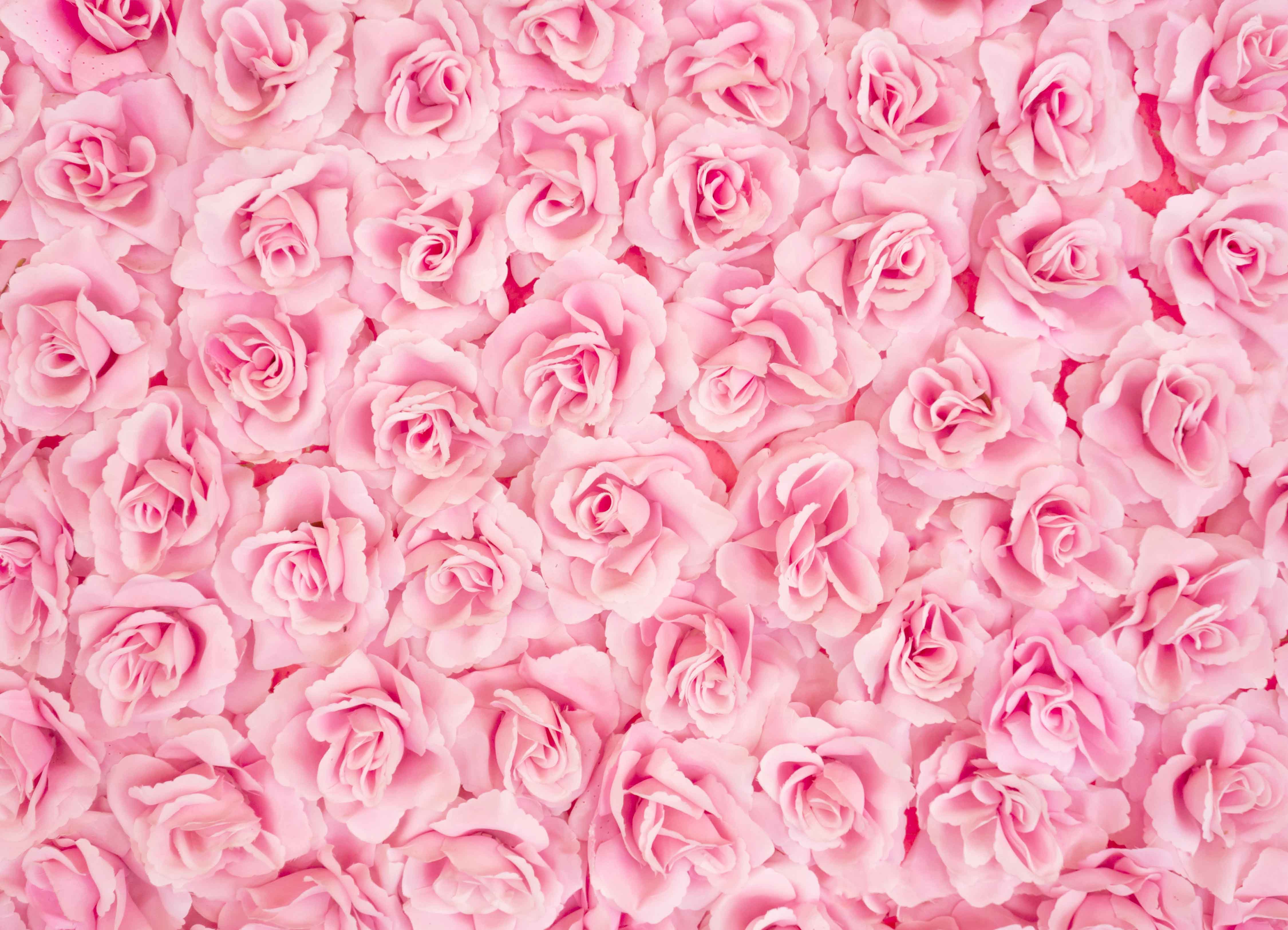 Tapeta Stěna z růží