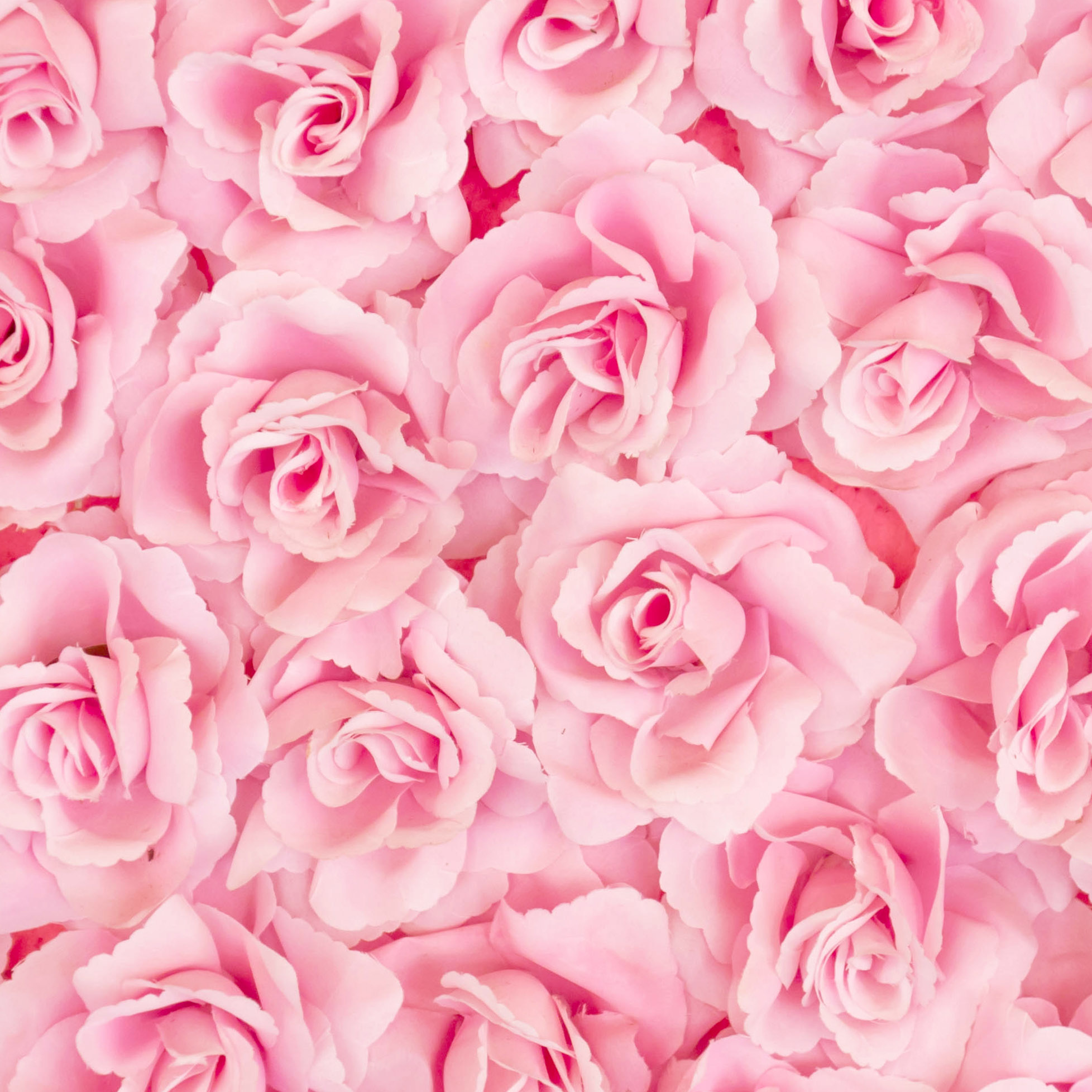 Tapeta Stěna z růží