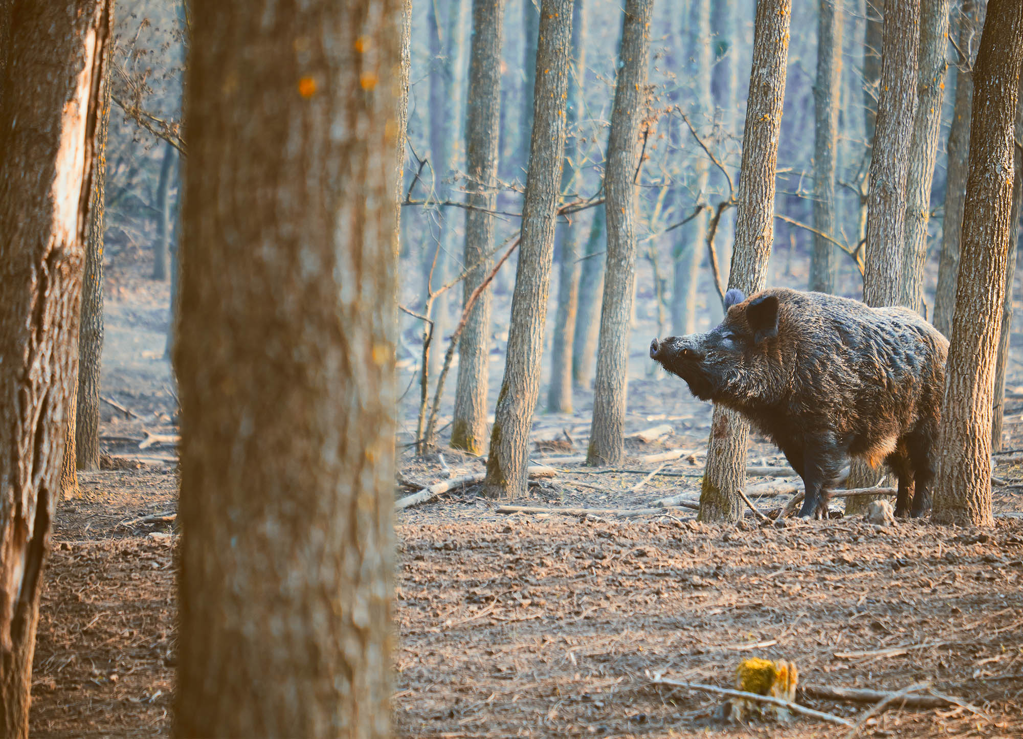 Tapeta Divočák v lese