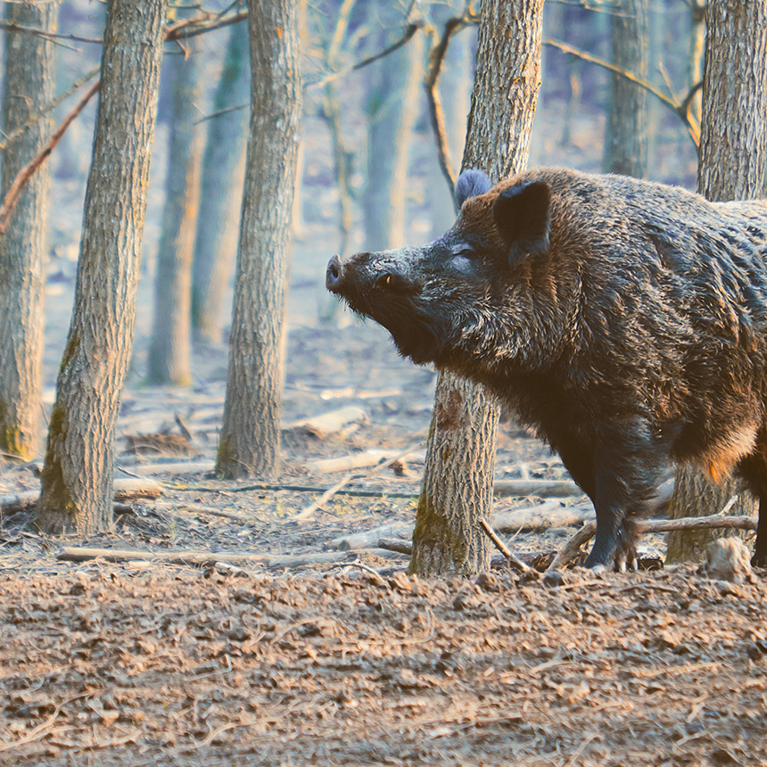 Tapeta Divočák v lese