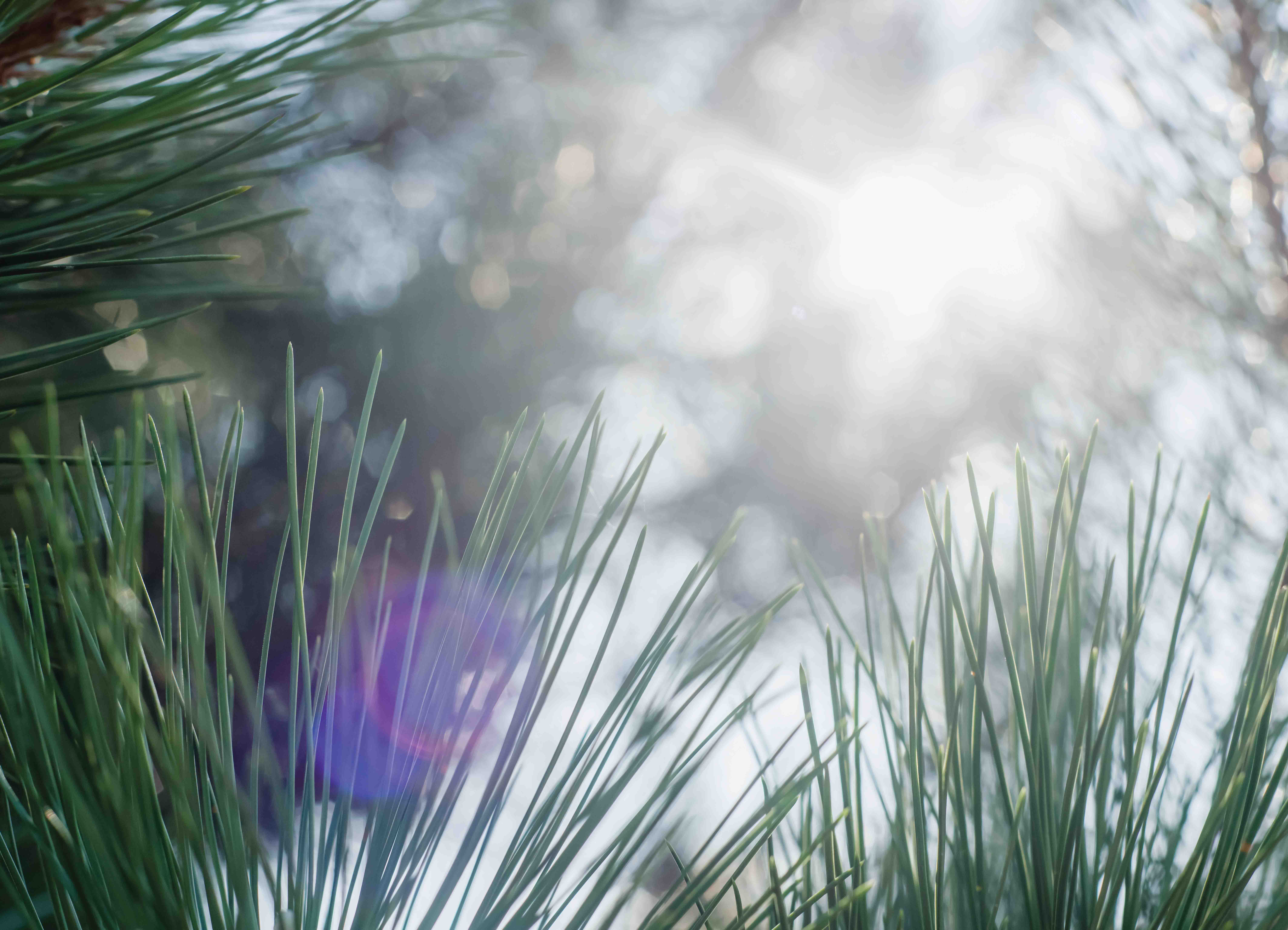 Tapeta Detail přírody