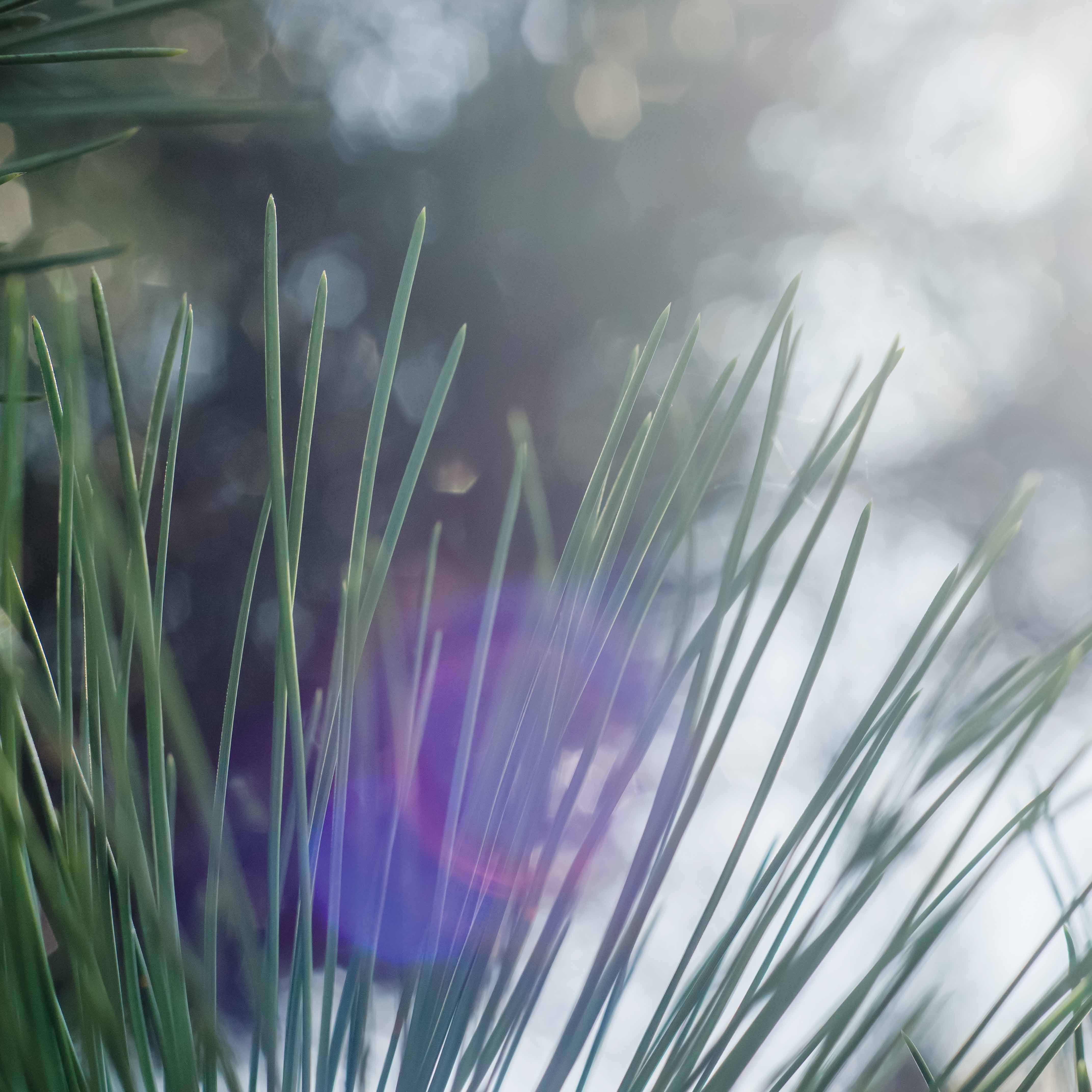 Tapeta Detail přírody