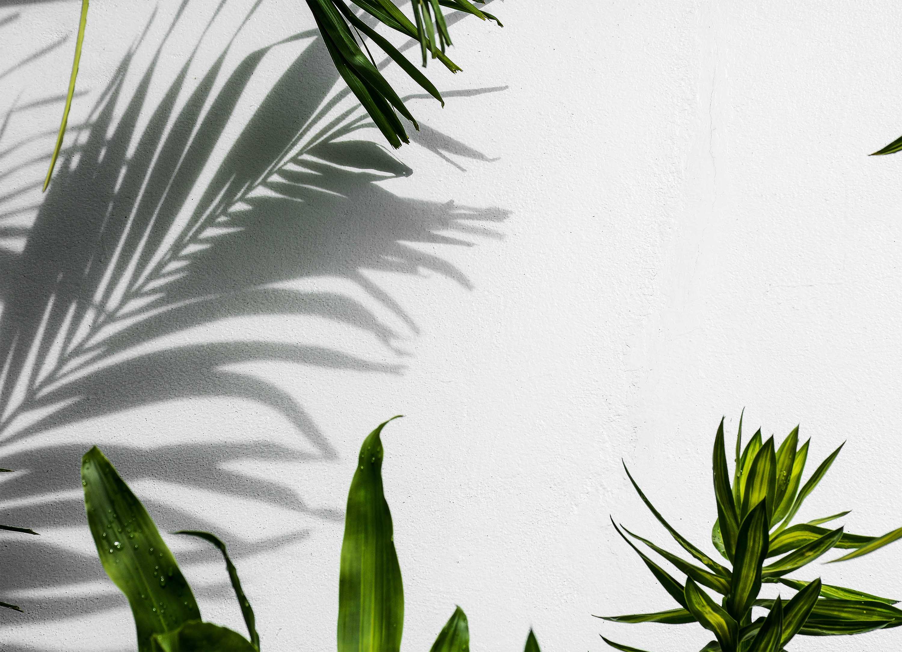 Tapeta Stíny palmy