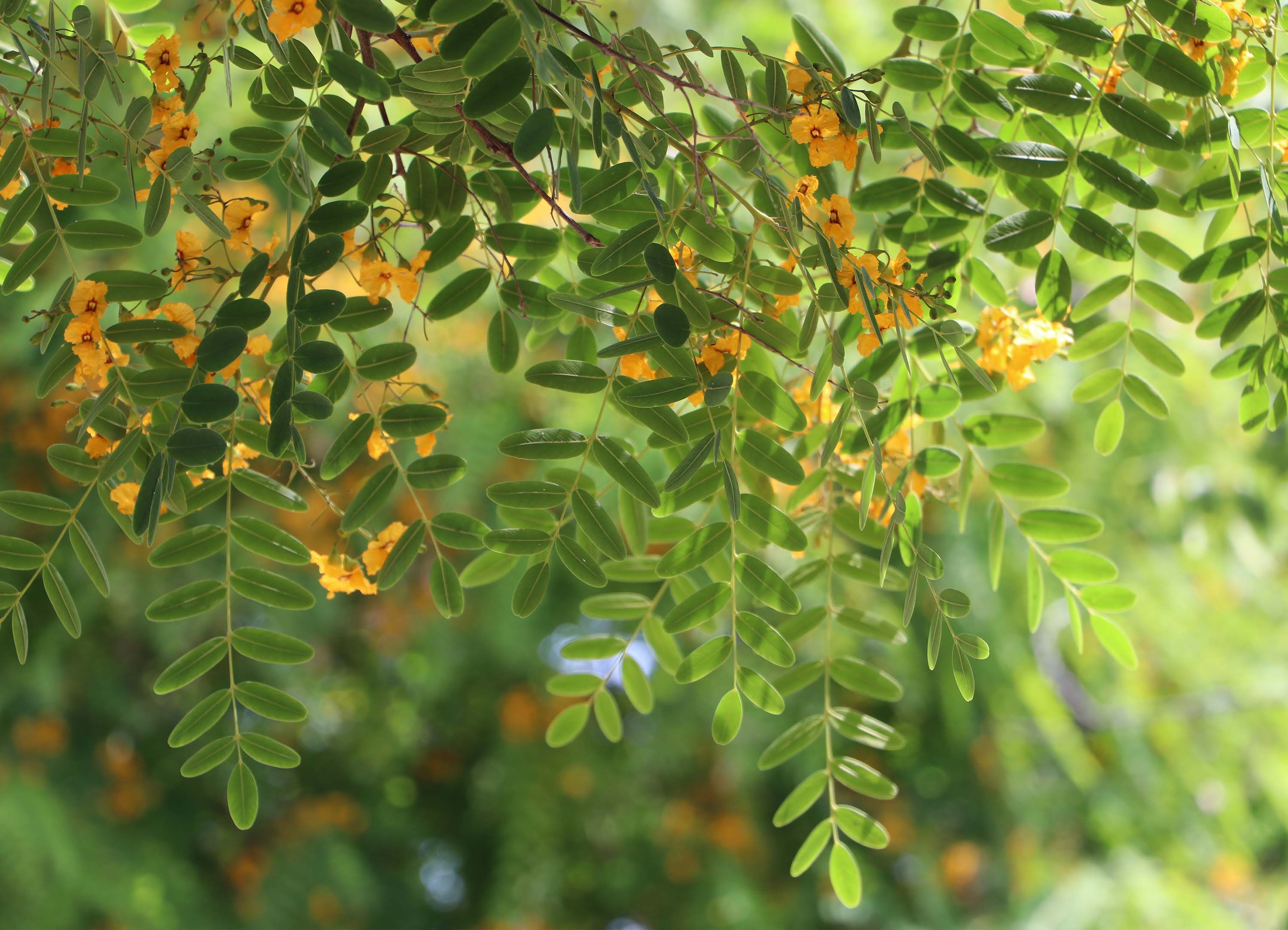 Tapeta Zelené lístky