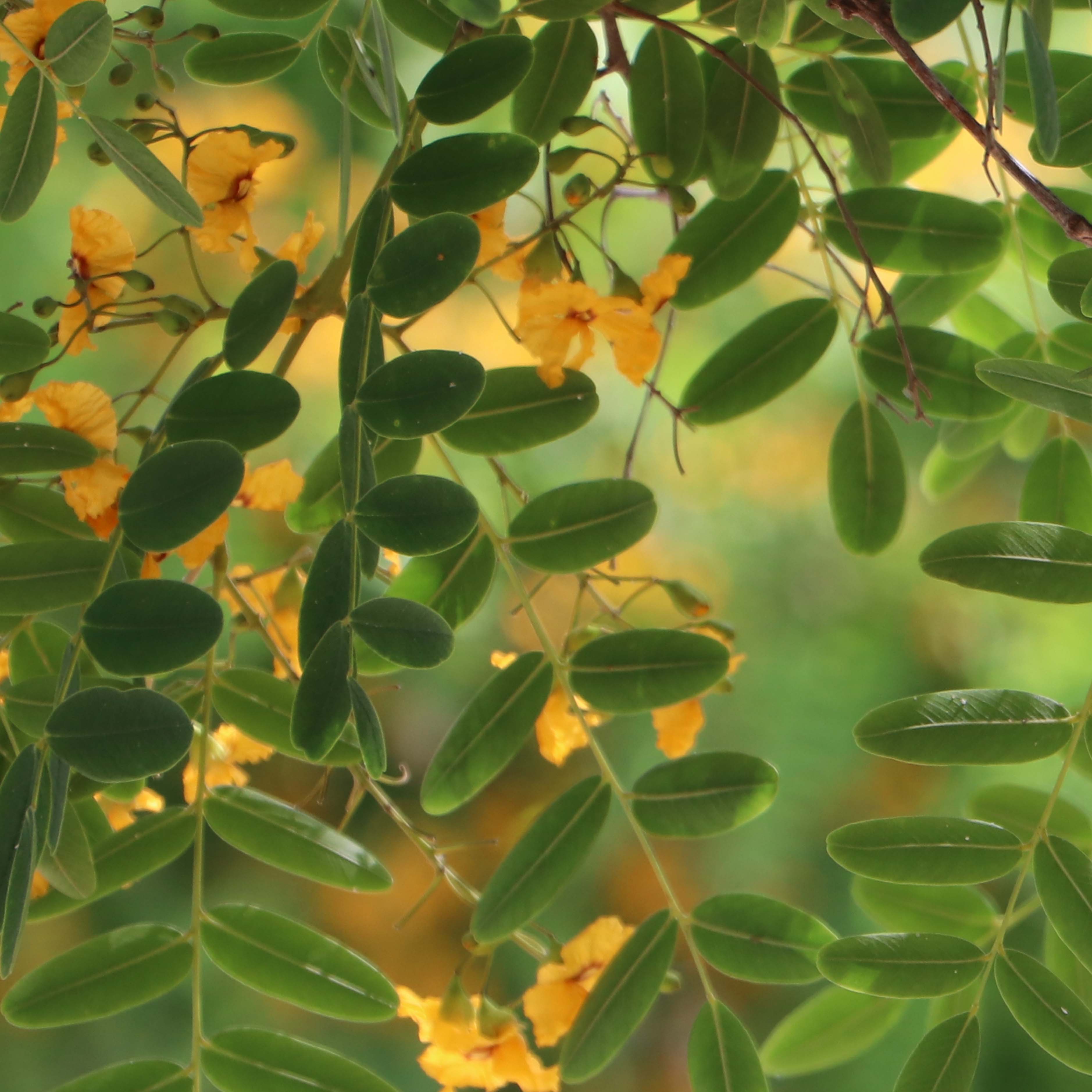 Tapeta Zelené lístky