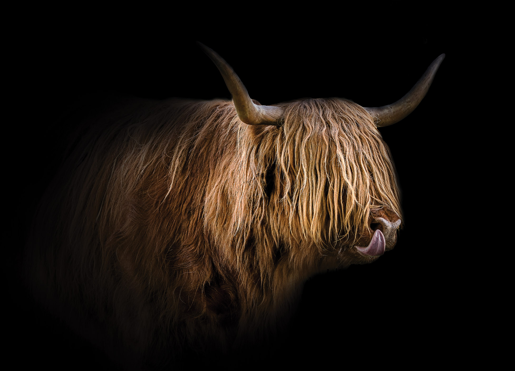 Tapeta Highland Cattle