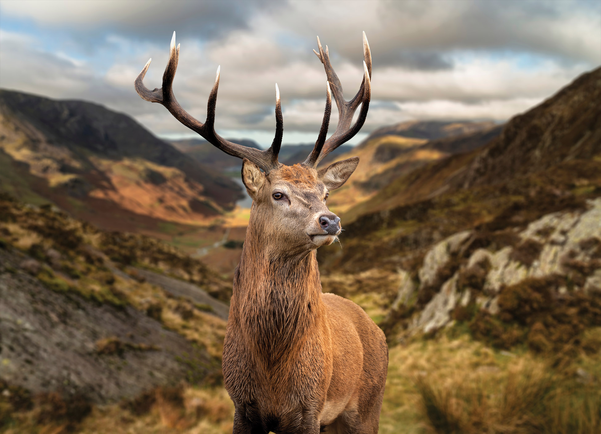 Tapeta Jelen v krajině