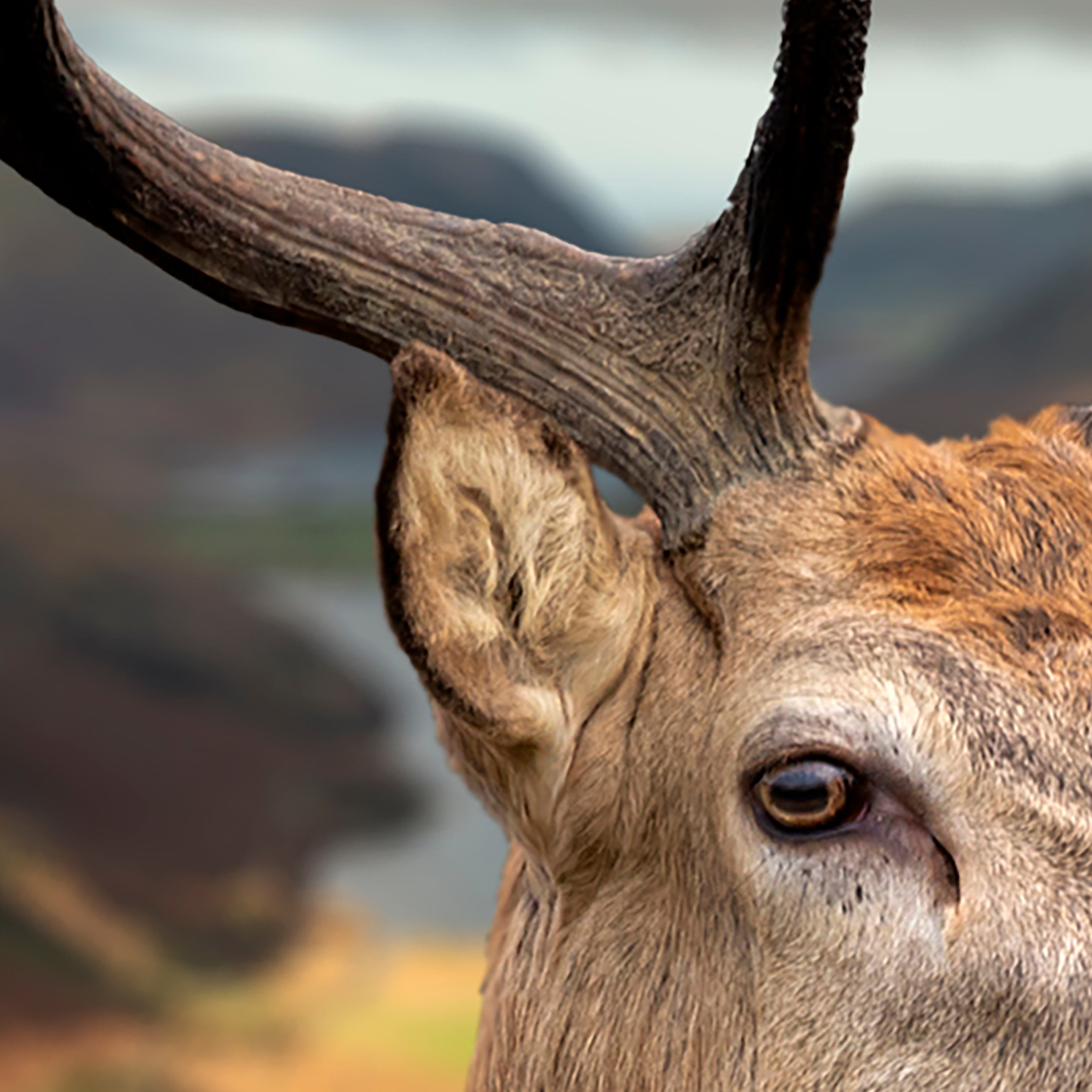 Tapeta Jelen v krajině