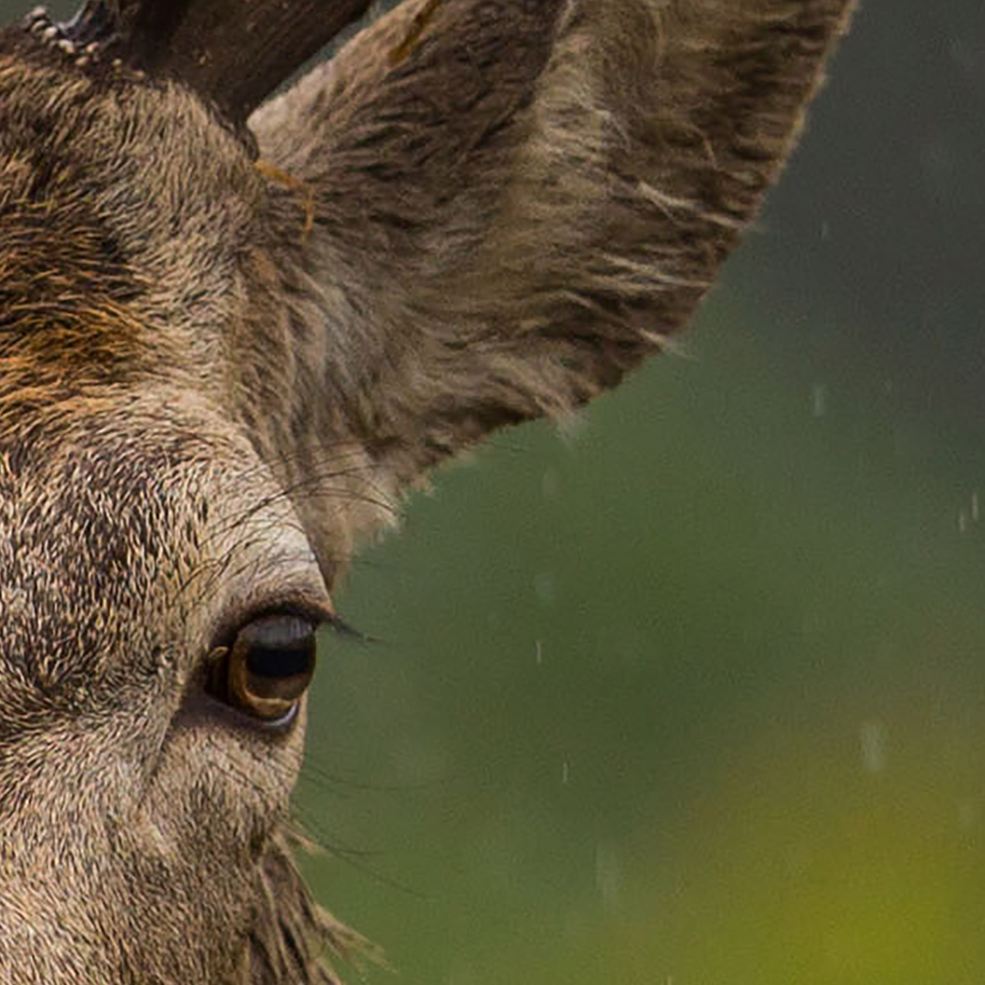 Tapeta Jelen v dešti
