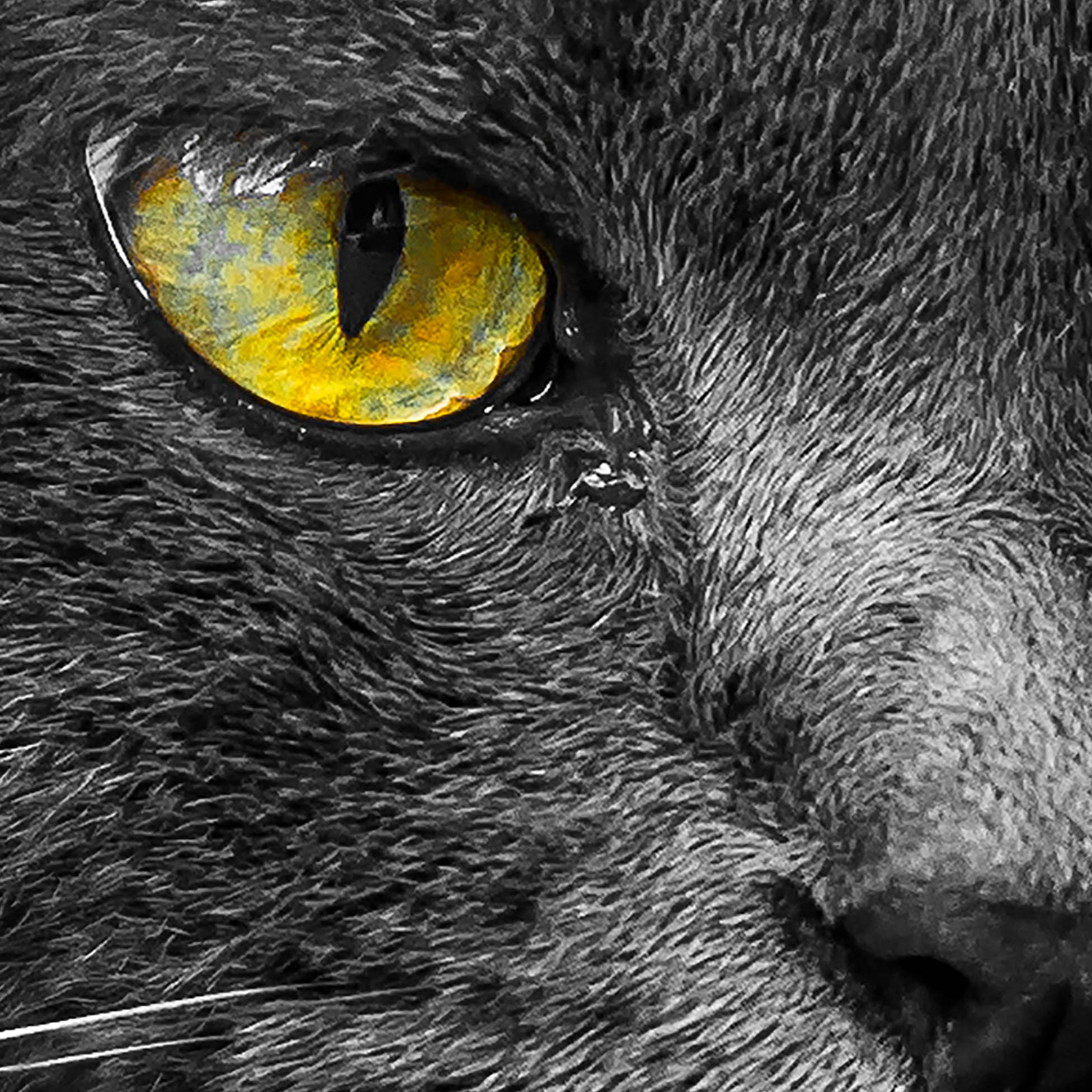 Tapeta Kočka černá