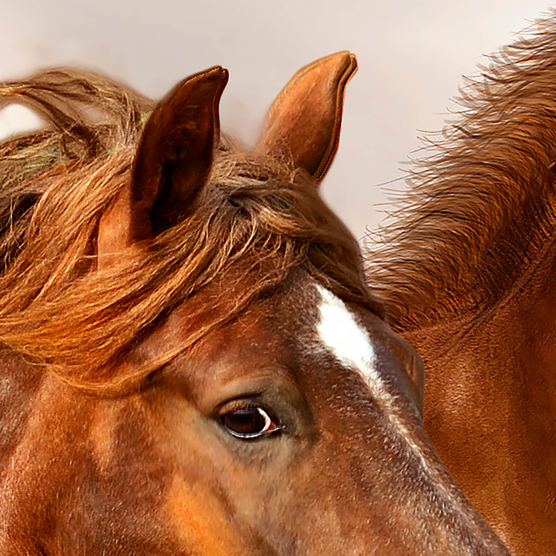 Tapeta Koně na poušti