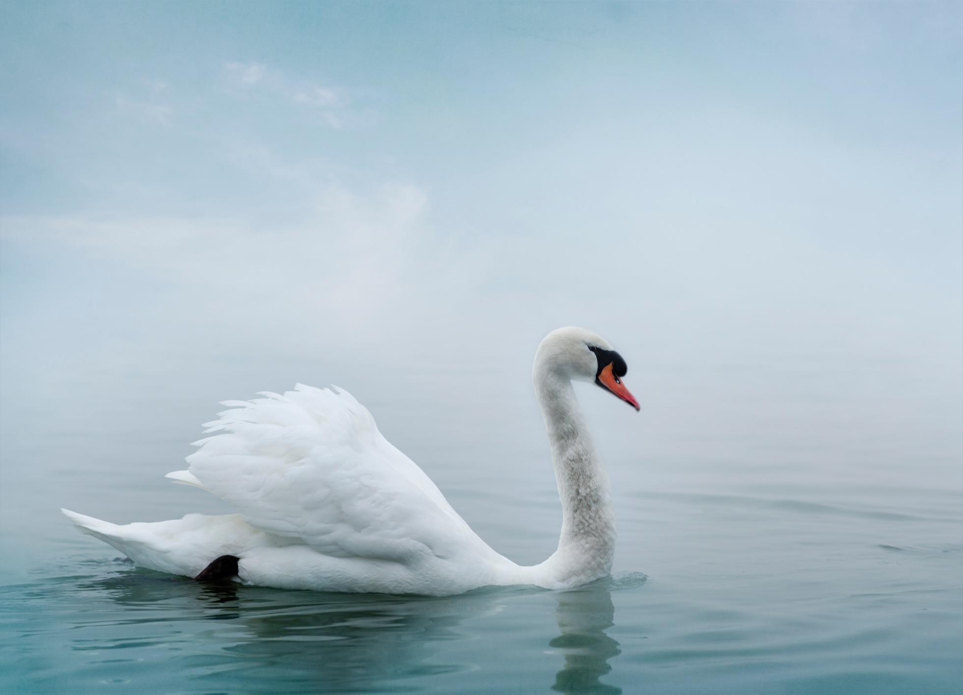 Tapeta Labuť