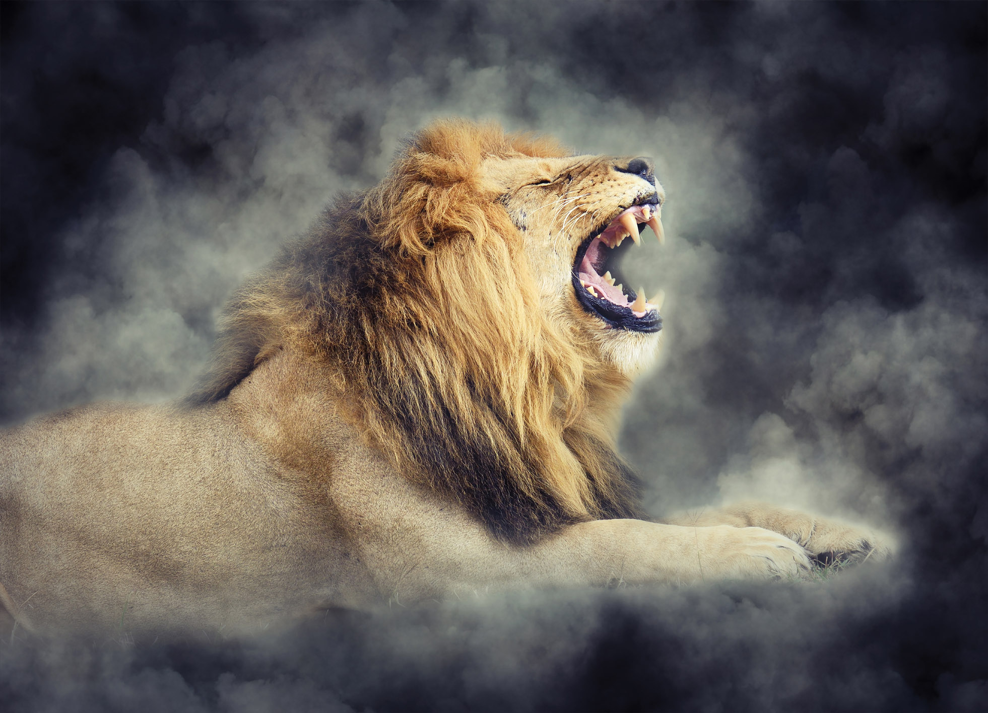 Tapeta Lev
