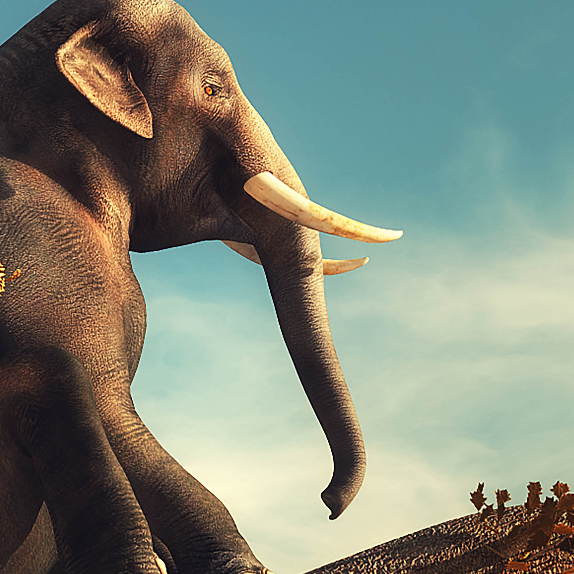 Tapeta Slon na stromě