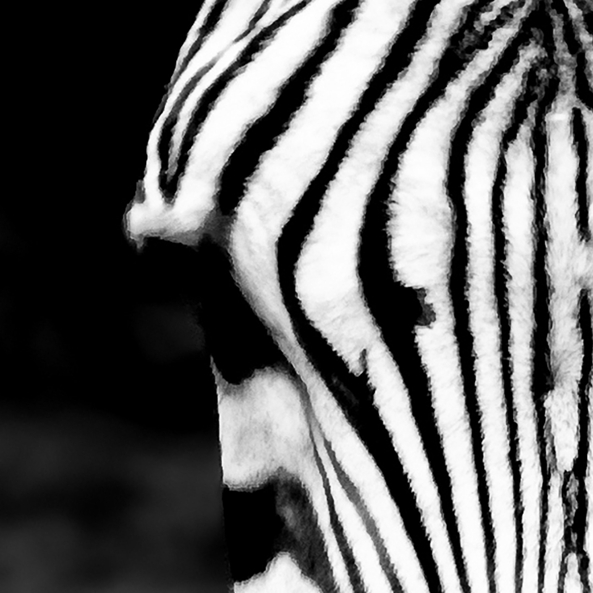 Tapeta Zebra