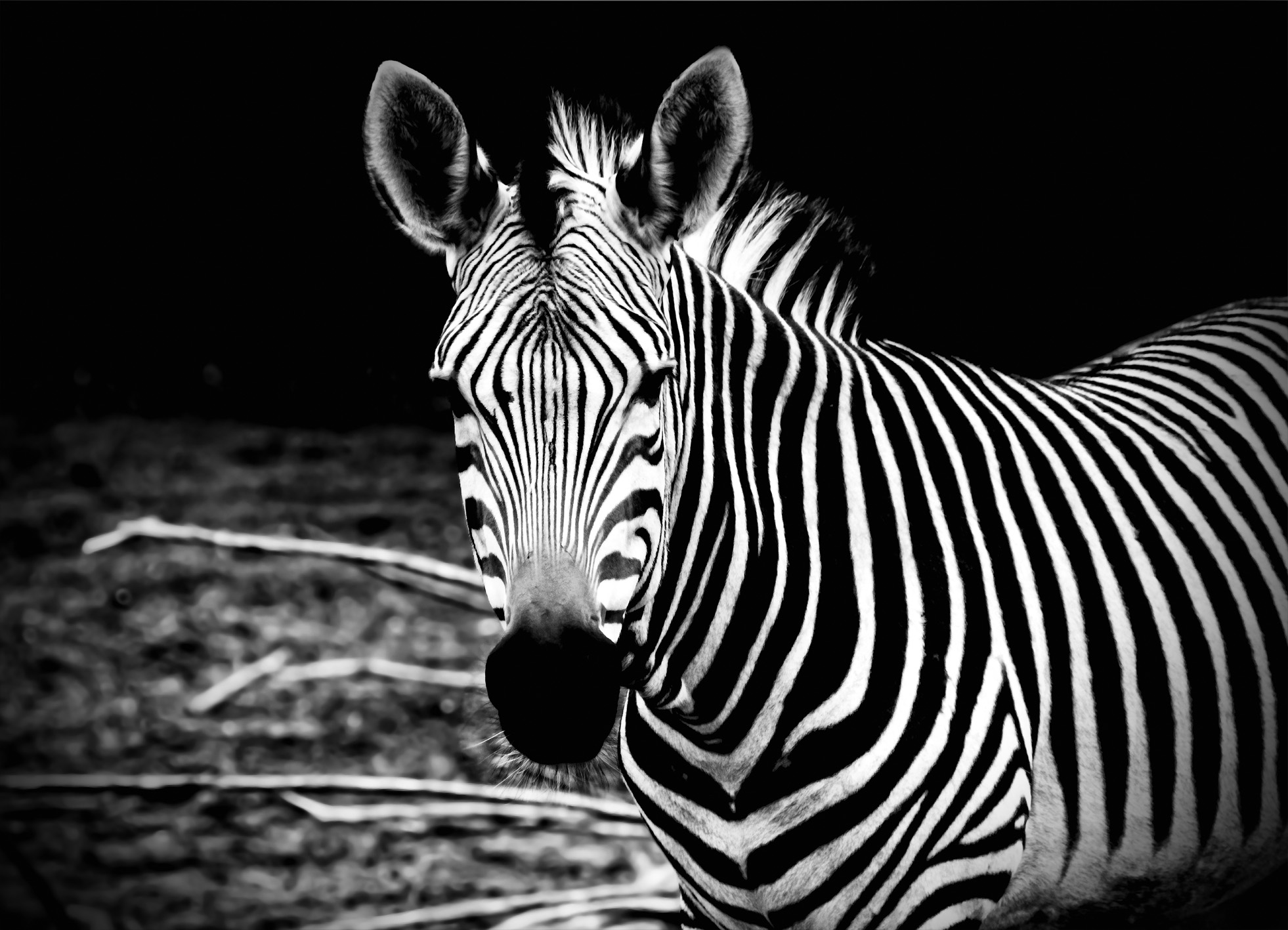 Tapeta Zebra