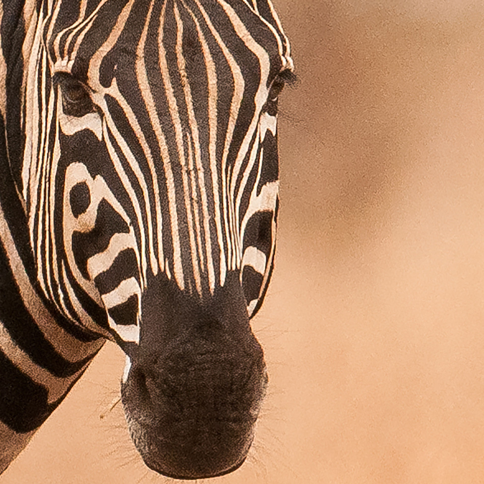 Tapeta Zebra v savaně