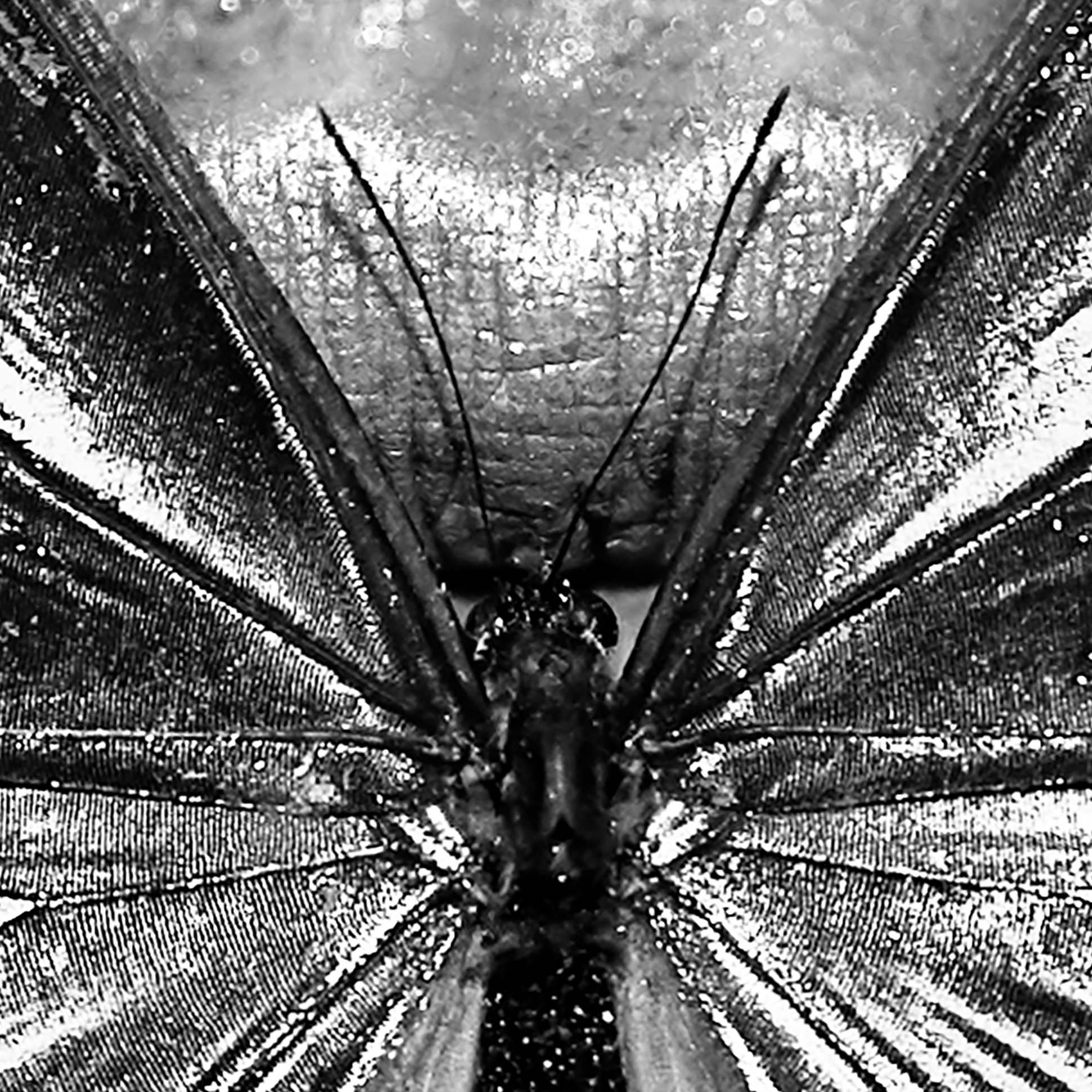 Tapeta Dívka s motýlem