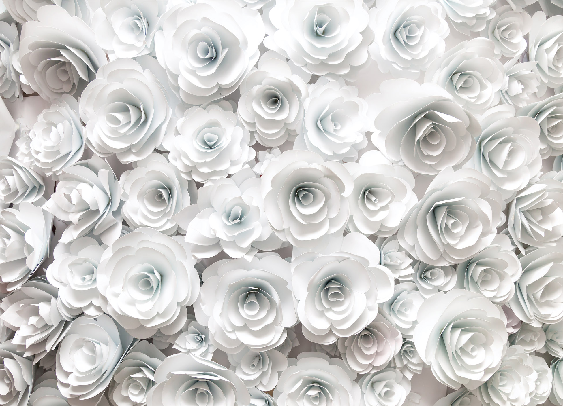 Tapeta Bílé růže