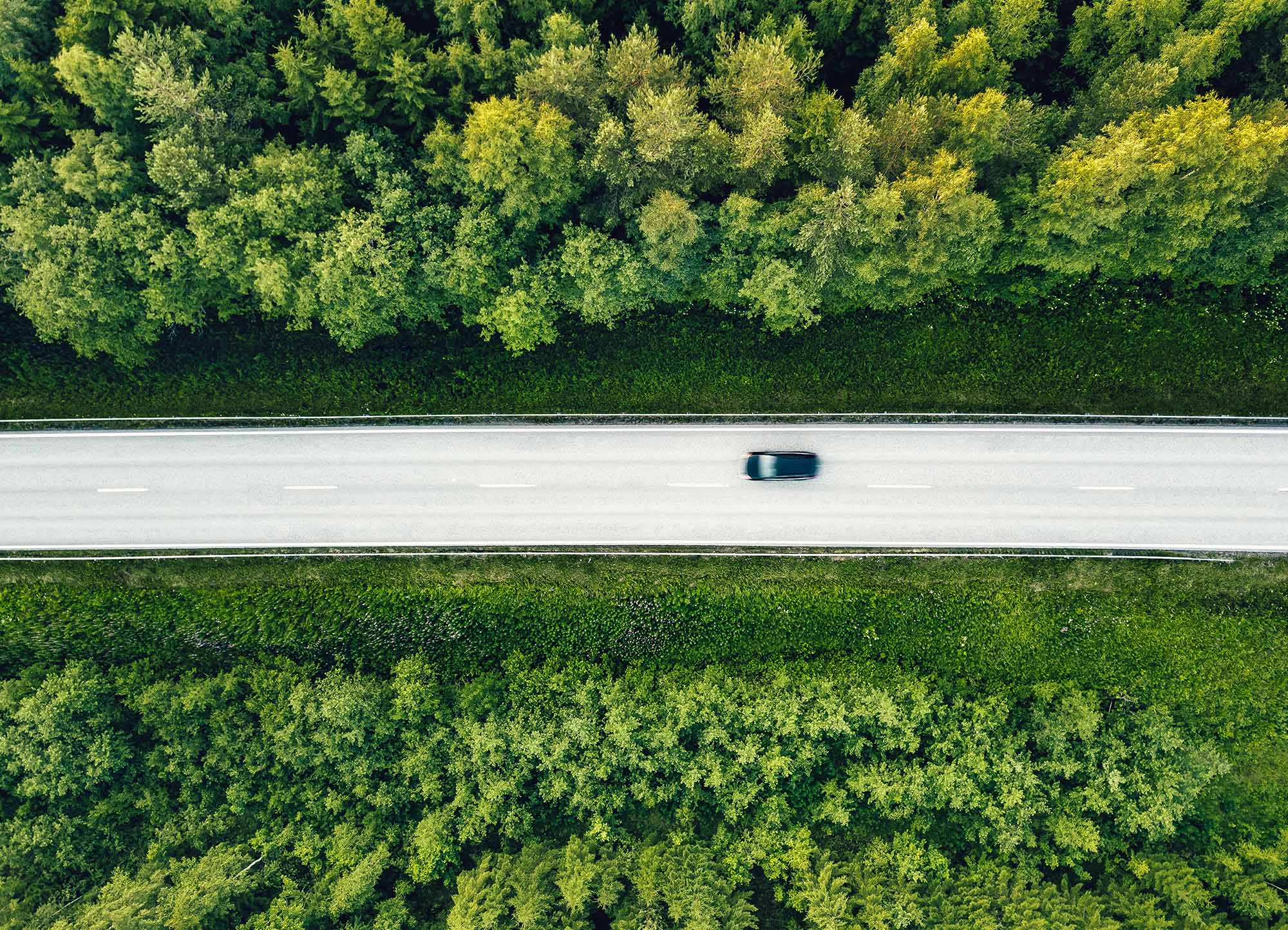 Tapeta Lesní cesta autem