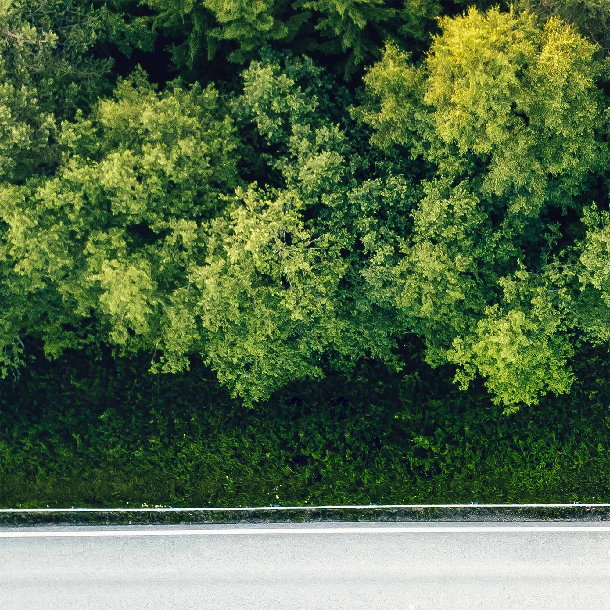 Tapeta Lesní cesta autem