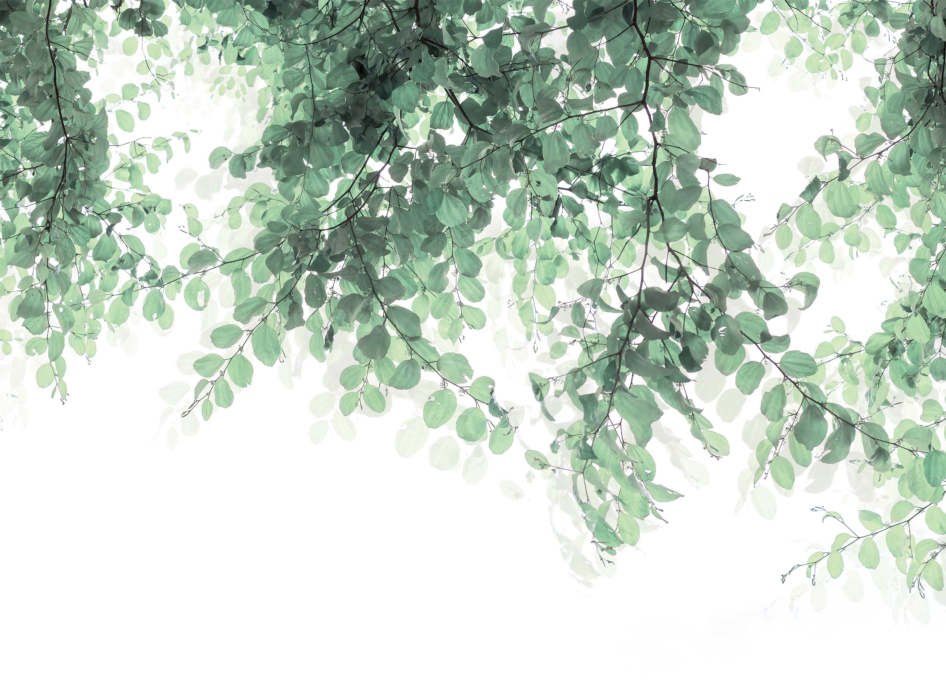 Tapeta Jemné lístky