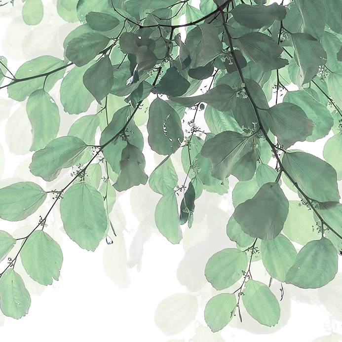 Tapeta Jemné lístky