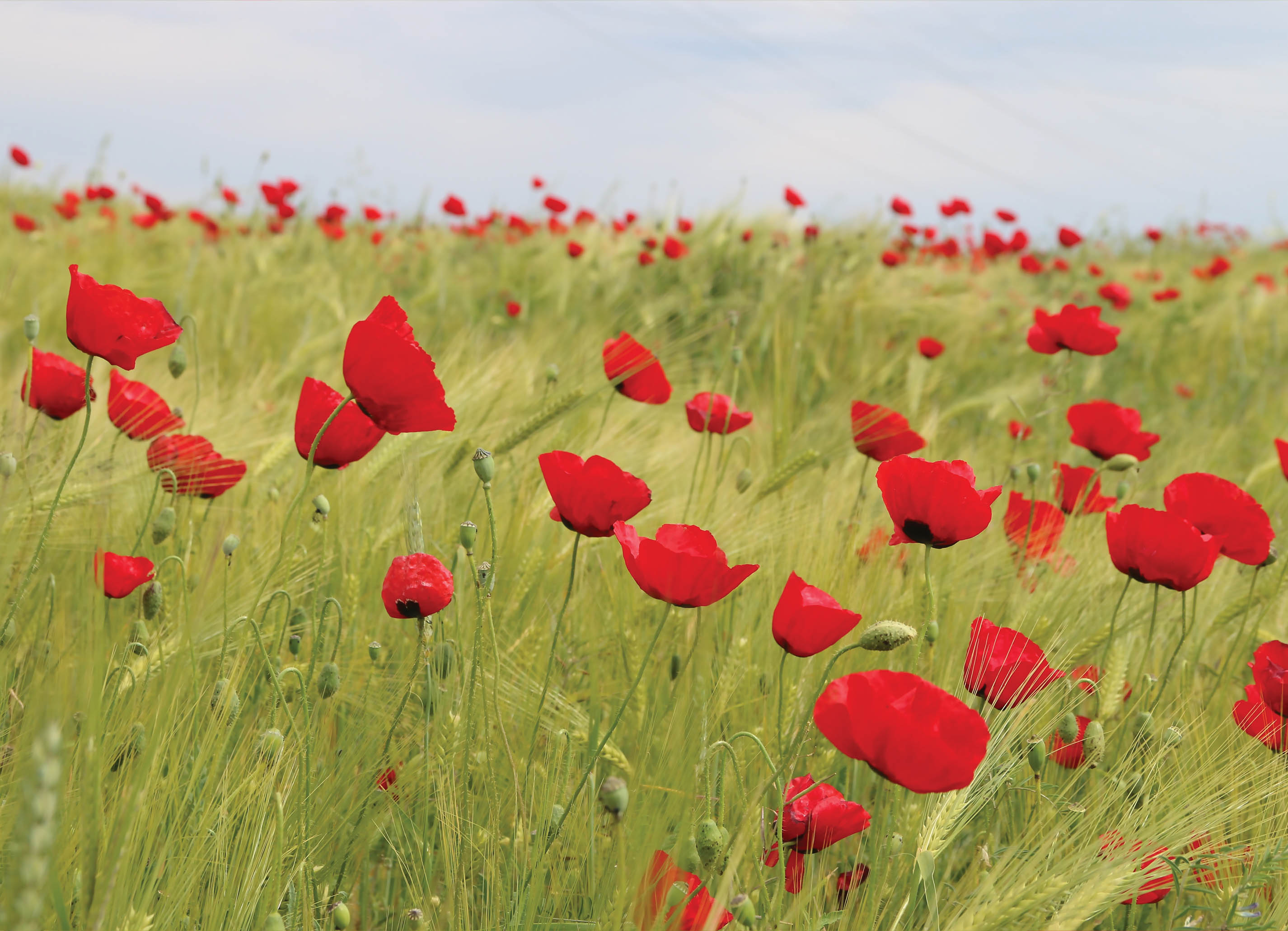 Tapeta Makové pole