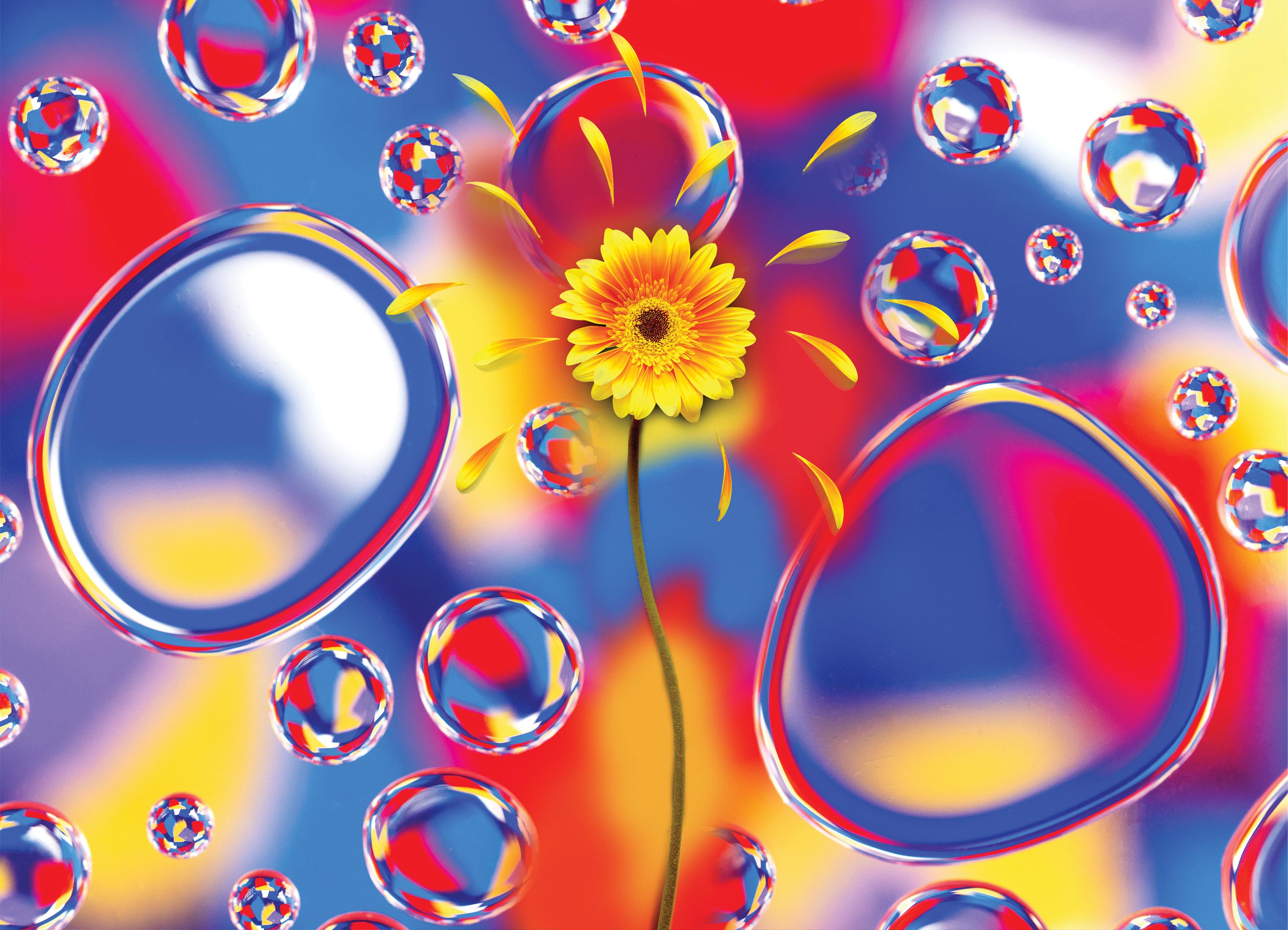 Tapeta Prizmatická gerbera