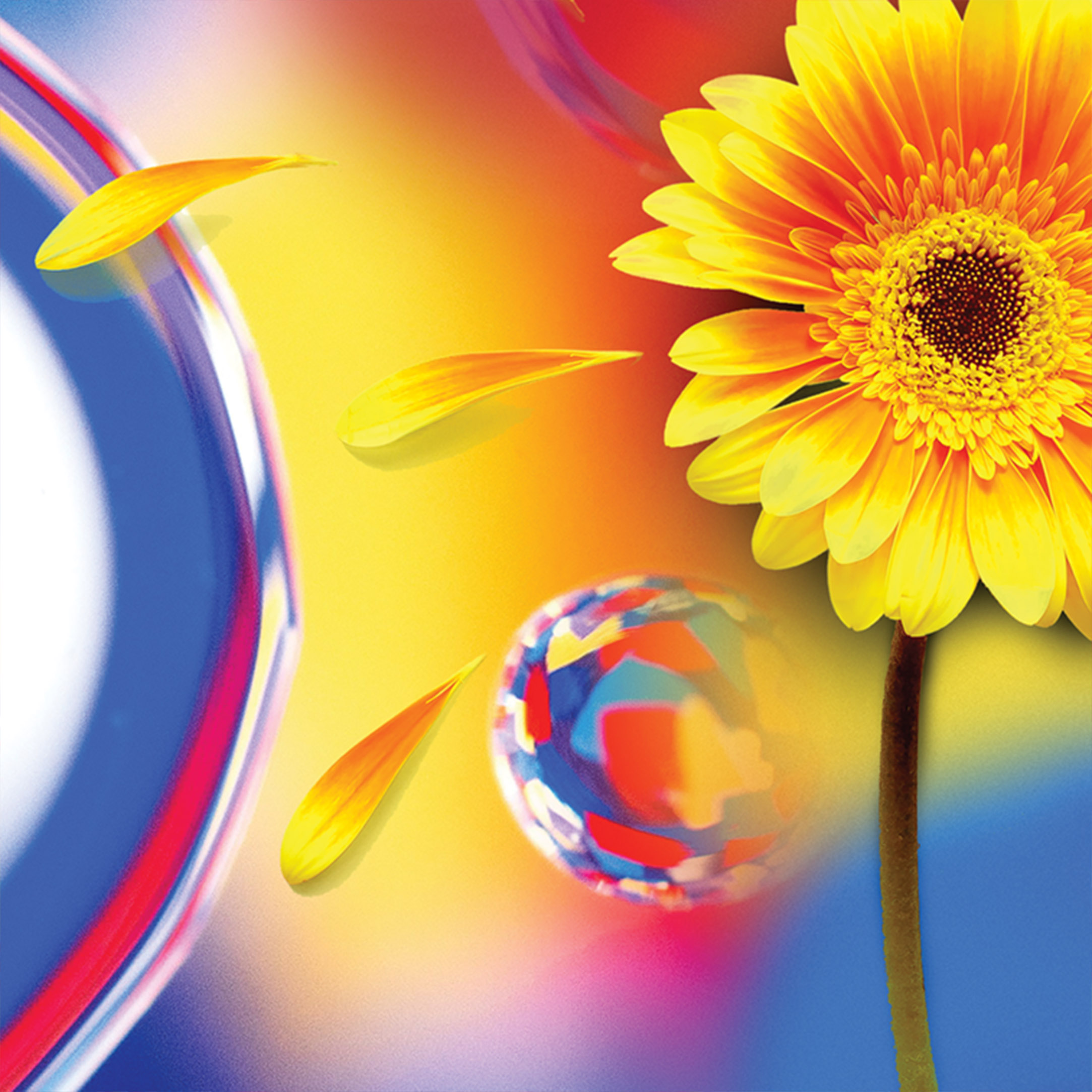 Tapeta Prizmatická gerbera