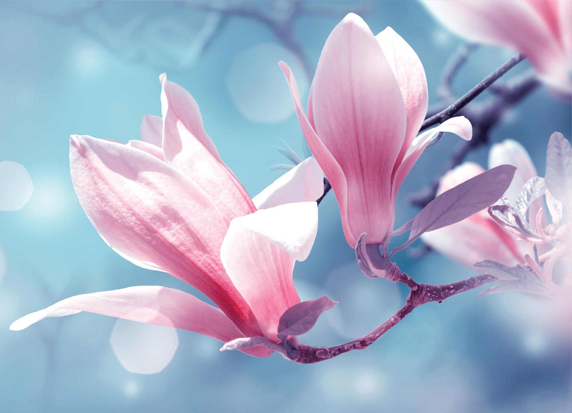 Tapeta Magnolie detail