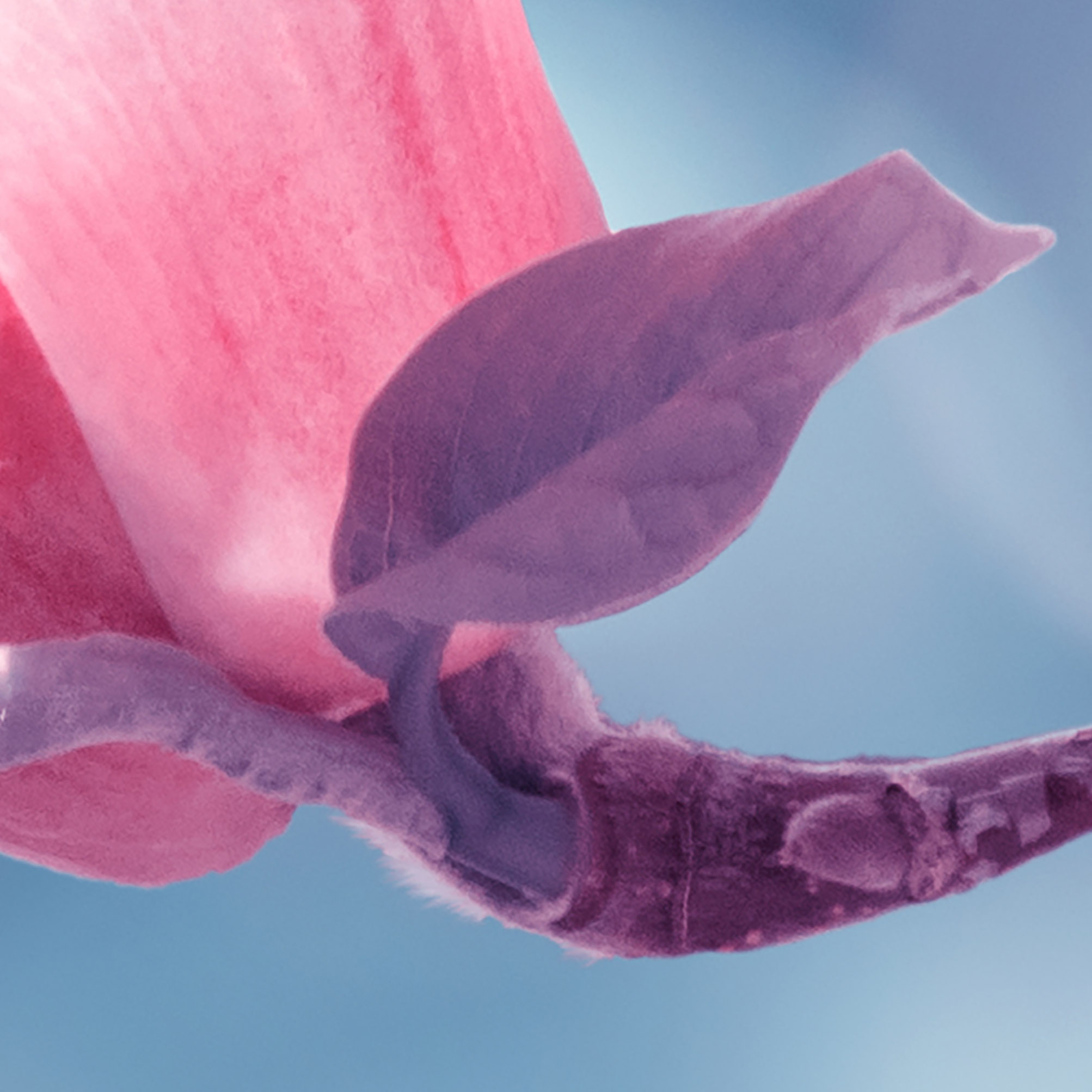 Tapeta Magnolie detail