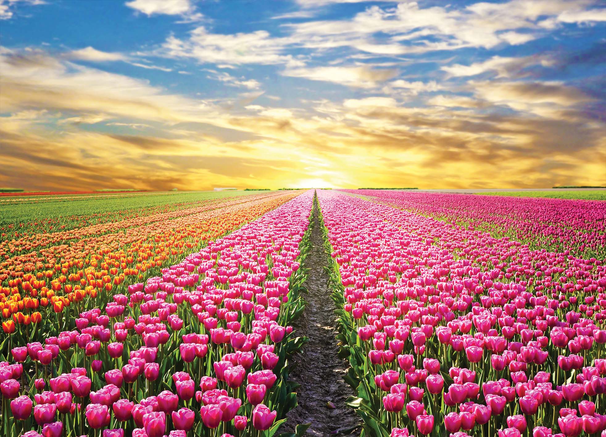 Tapeta Pole tulipánů