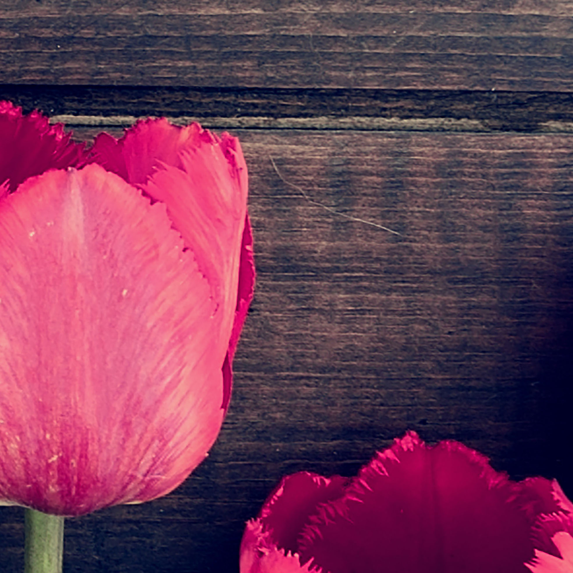 Tapeta Tulipány  na dřevě