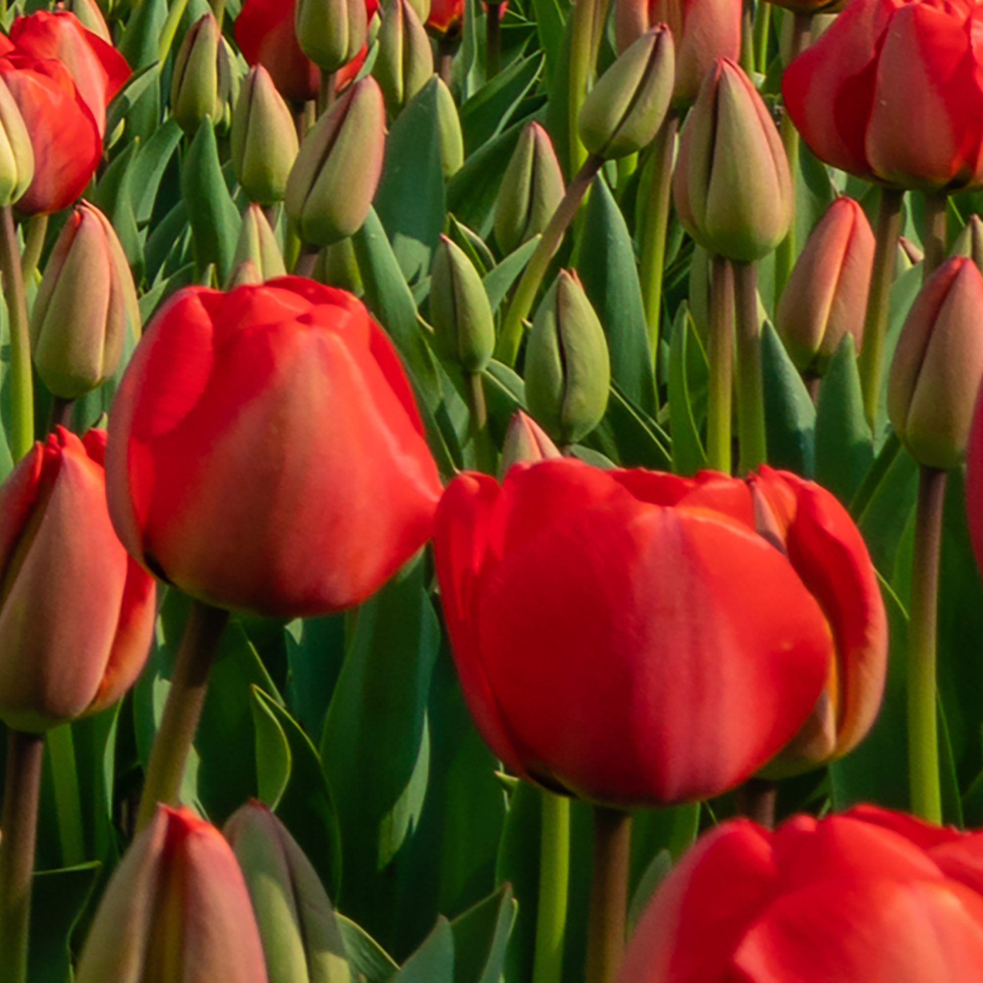 Tapeta Větrné mlýny s tulipány